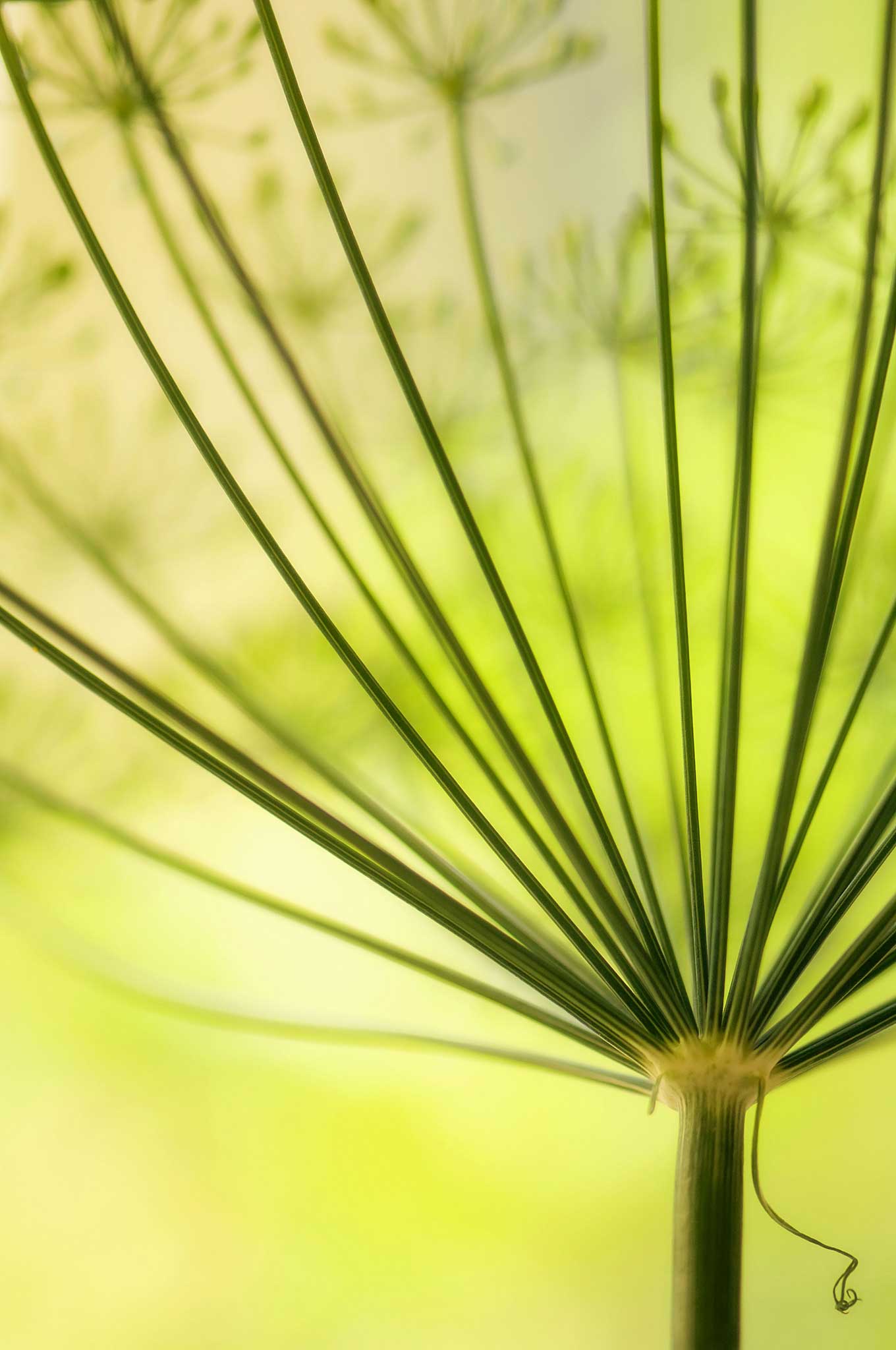 Dill doesn't need full sunlight to flourish