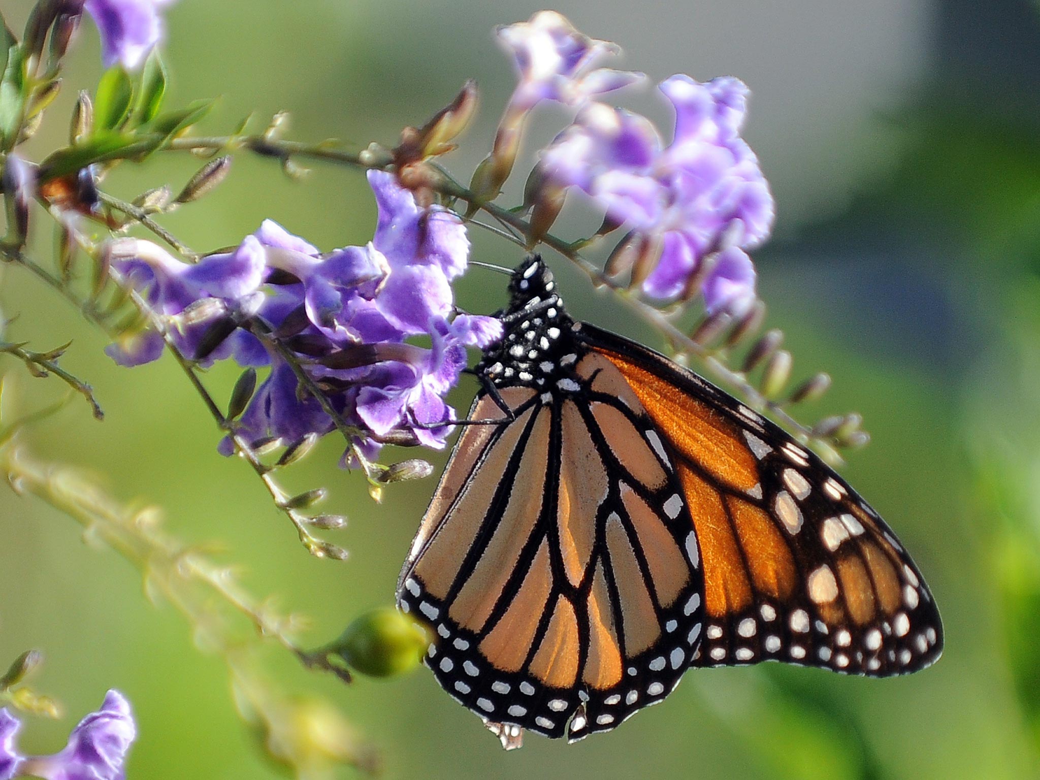 Forty-two per cent of terrestrial invertebrates are threatened with extinction