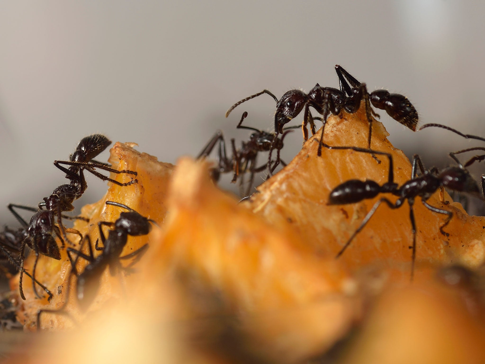 Giant ants pictured in Paris