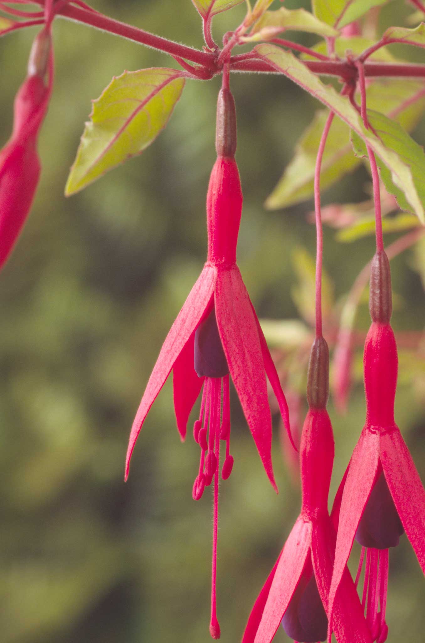 The yellowy-green foliage of Fuchsia magellanica 'Mountain Gold' stands out