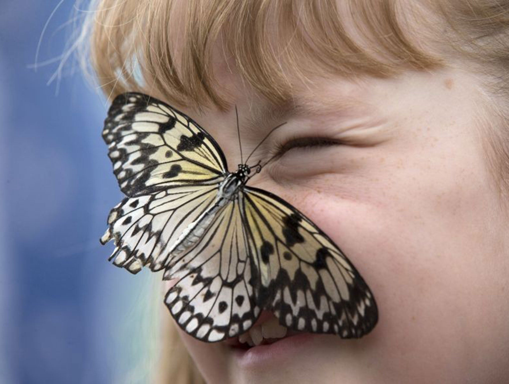 A butterfly at the Natural History Museum’s butterfly house