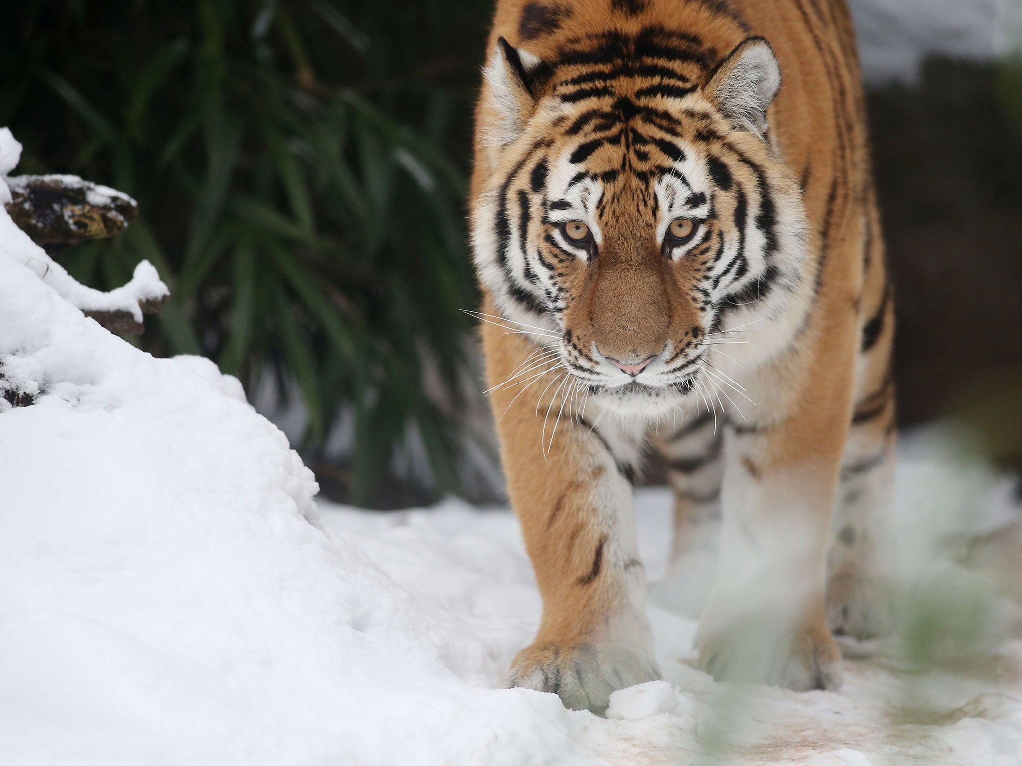 A Siberian Tiger