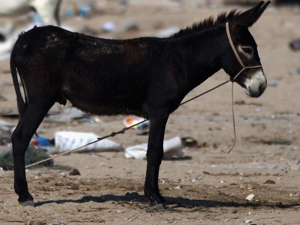 Sunning on the beach is great for humans – we can take a quick dip or catch a bite to eat when we get too hot or hungry. But it's pure hell for donkeys who are confined to the beach and forced to cart children around on the hot sand. Some donkey-ride operators at beach resorts in the UK even keep the animals chained together at all times.