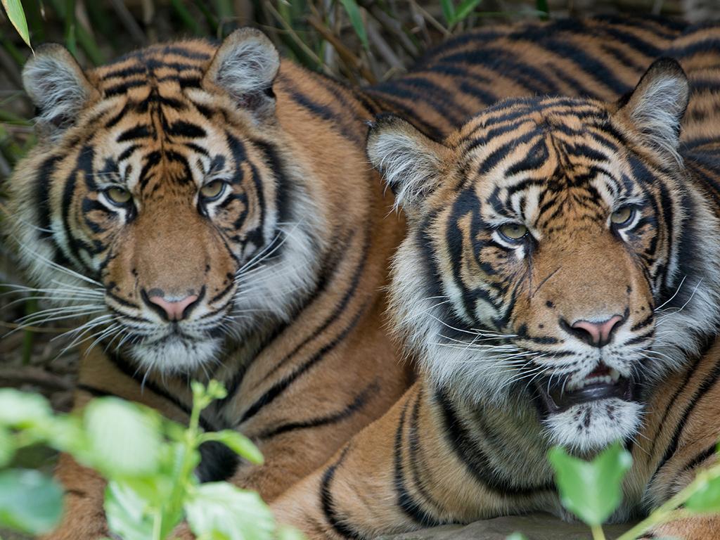 Tigers are forced to live in an unnatural and barren environment and have to endure interactions with a constant stream of tourists. Since tigers never lose their wild instincts, across the world they are reportedly drugged, mutilated and restrained in order to make them “safe” for the public. However, every year, incidents of tiger maulings are reported at this type of tourist attraction.