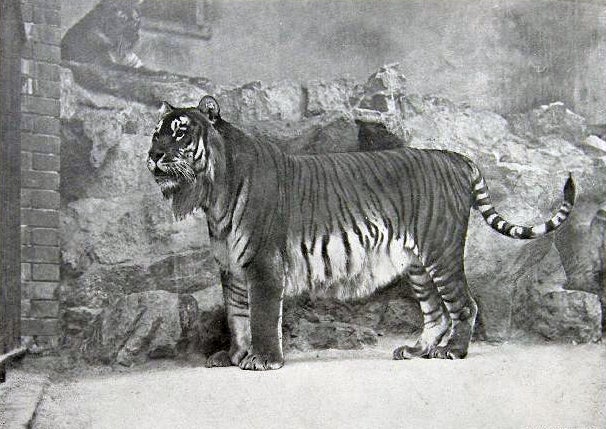 A soon-to-be extinct Caspian tiger