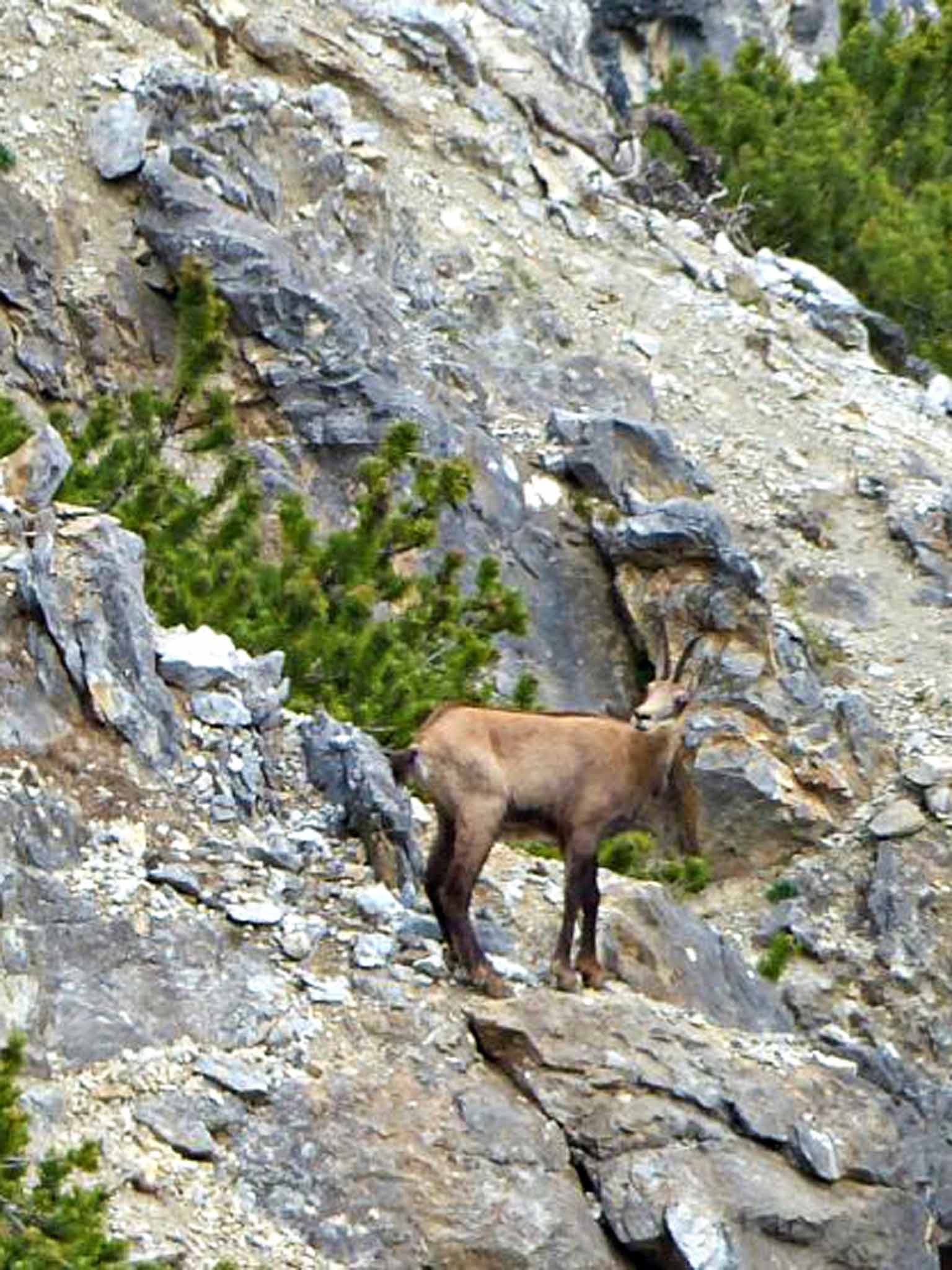 A chamois