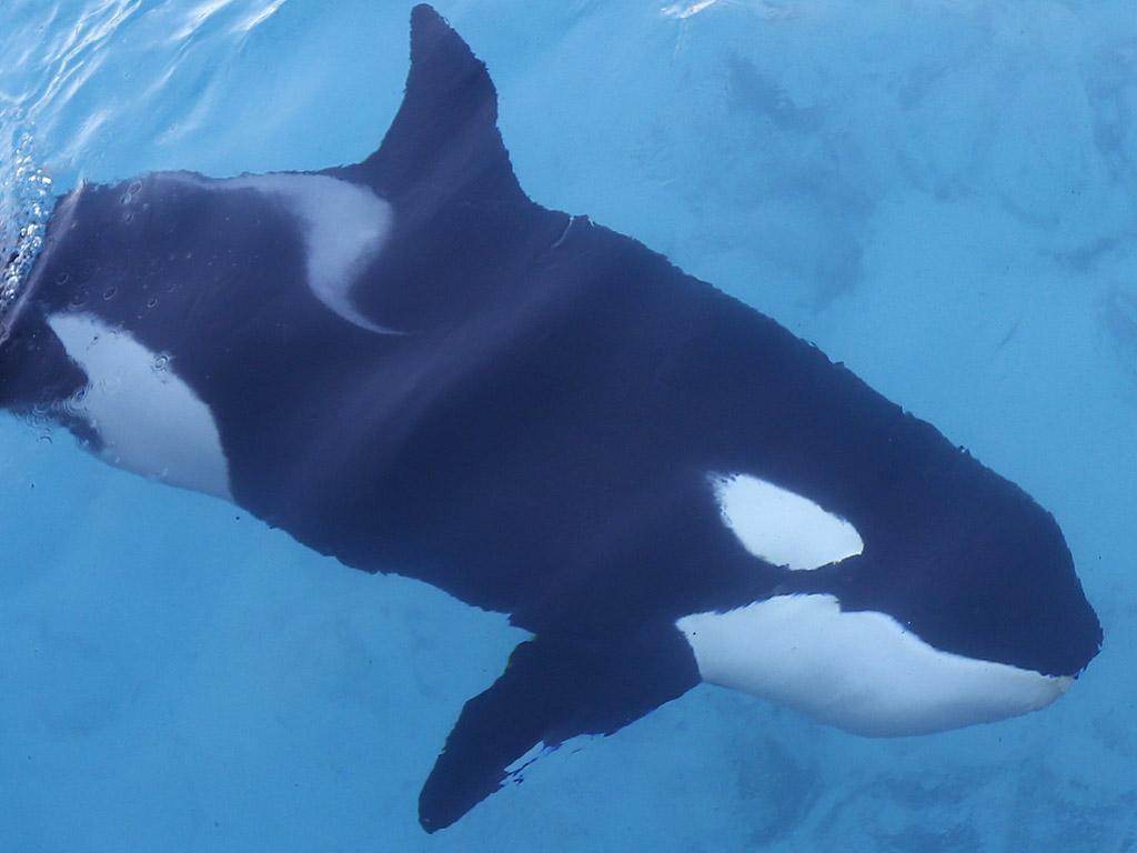 Some parks confine orcas to concrete tanks and force them to perform meaningless tricks for food - many die in captivity. Orcas are highly intelligent and social mammals who may suffer immensely, both physically and mentally, when they're held in captivity.