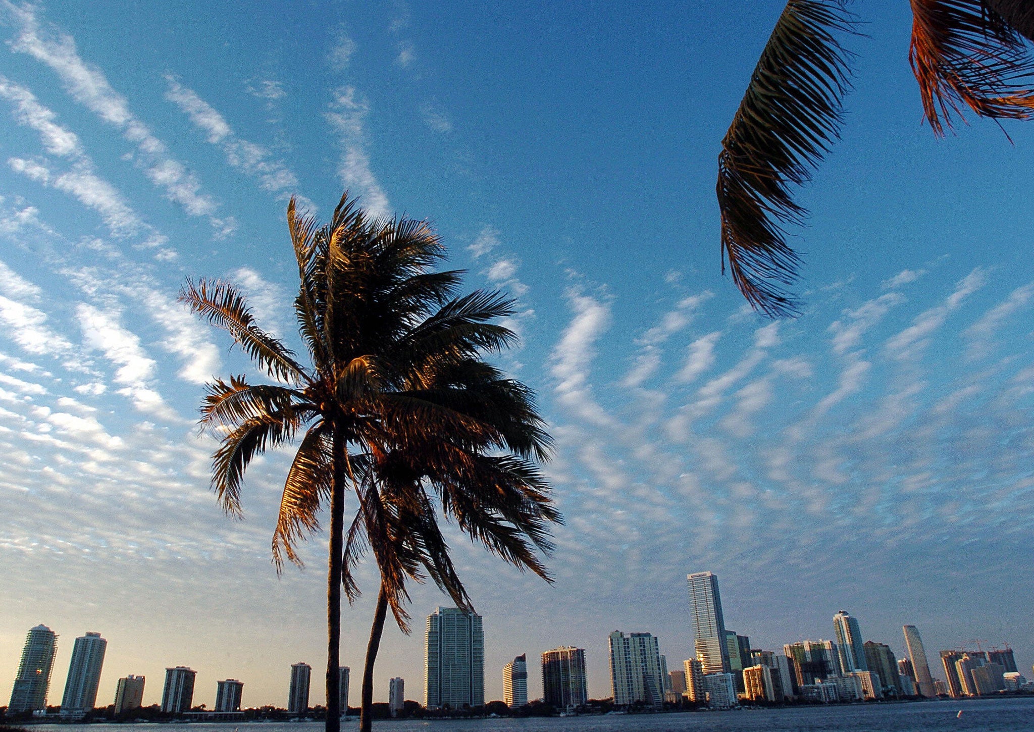 The Miami skyline