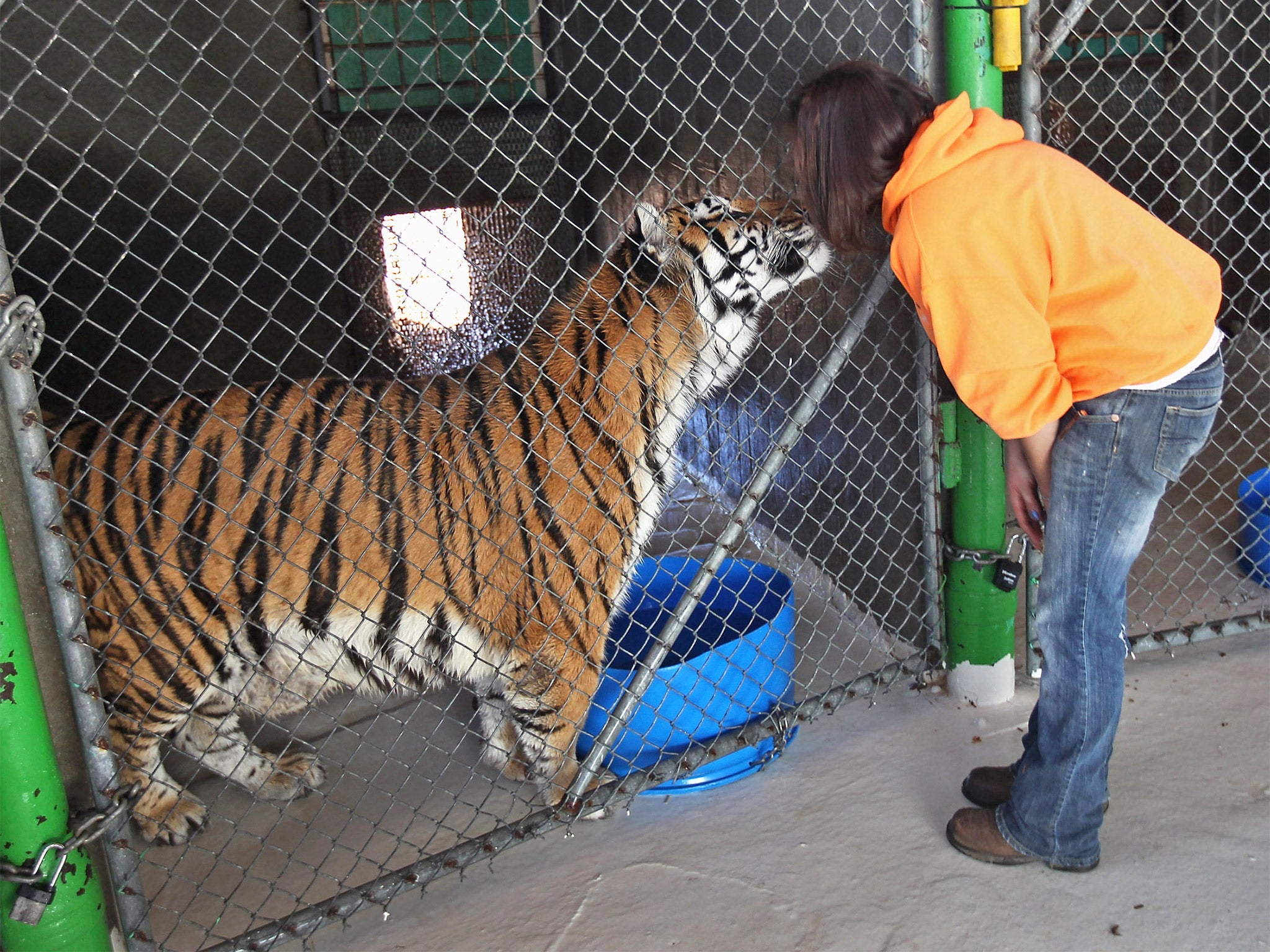 Caretaker Tawny Richey greets a tiger at the Wild Animal Sanctuary in Keenesburg, Colorado, in 2011