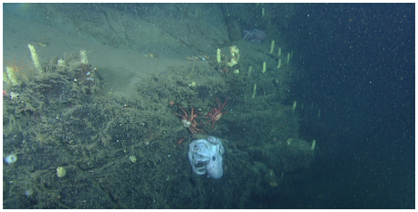 The dedicated mother likely didn't eat for 53 months while fending off crabs and sweeping fresh water over her eggs to keep them oxygenated.