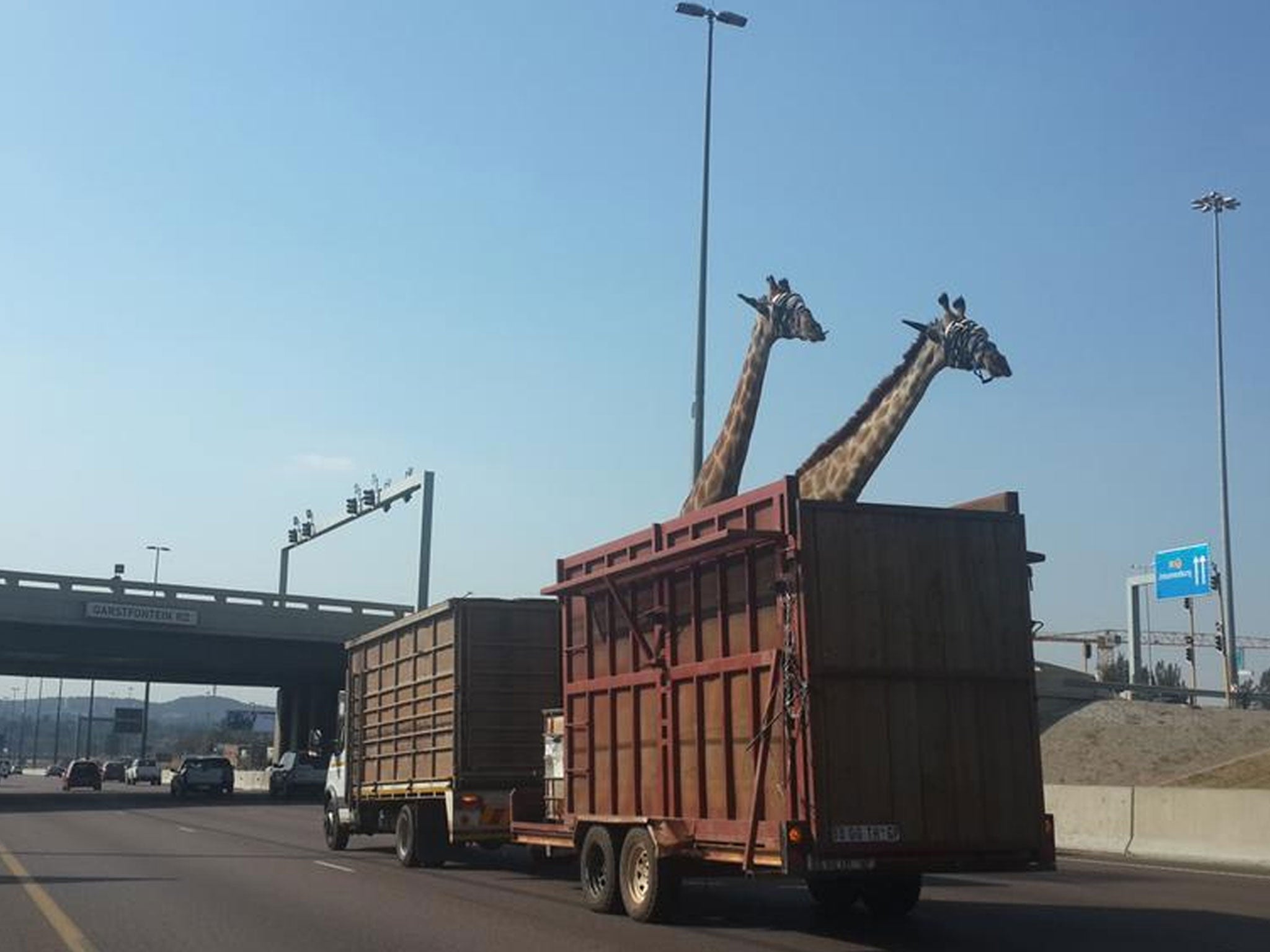 Two giraffes pictured on Garsfontein Road, Centurion, South Africa.