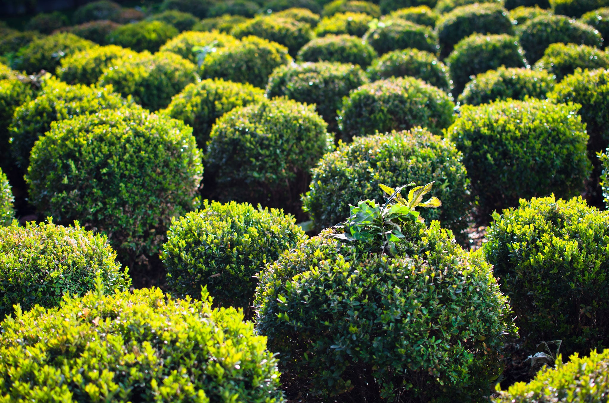 You'll be lucky to find another evergreen as adaptable and as handsome as box