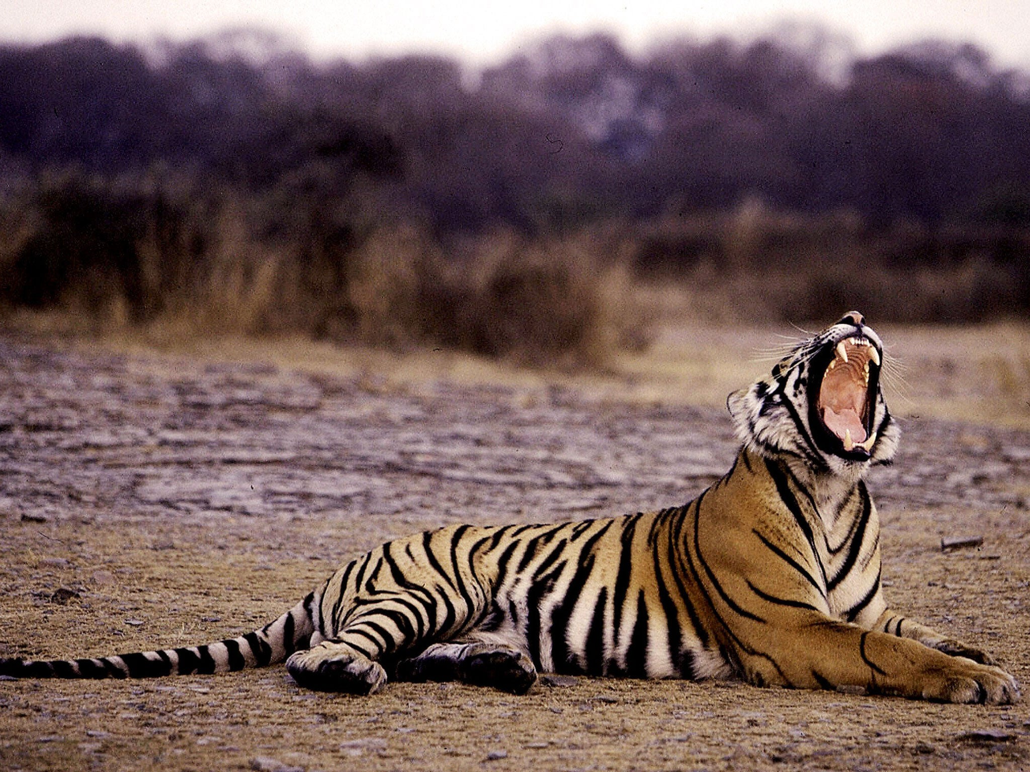 A tiger at India’s Ranthambore National Park where four new sanctuaries and a ‘tiger corridor’ have been approved to stem the animal’s decline