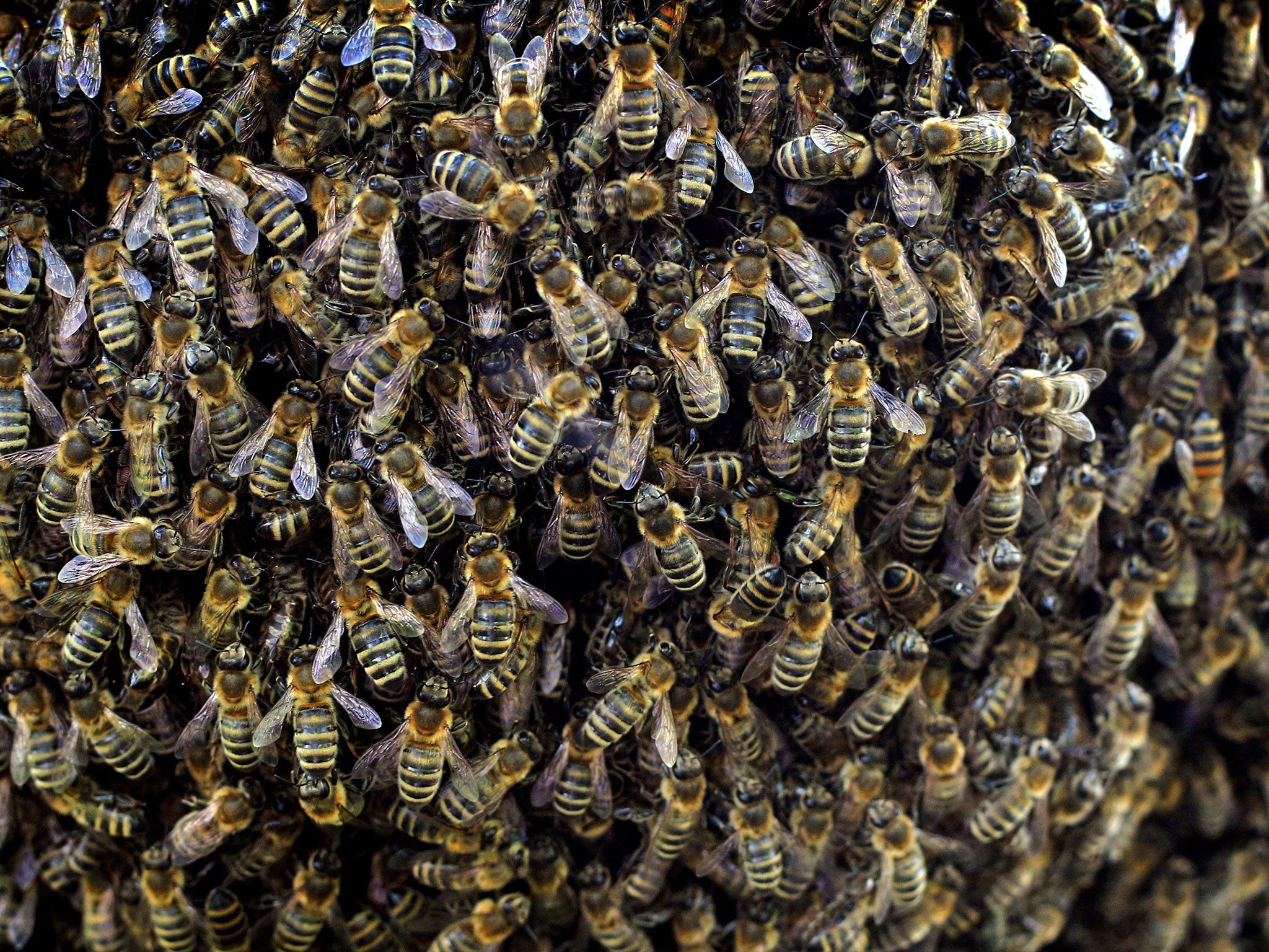 Bees are pictured in a beekeeper school in Kleinkemnat, southern Germany