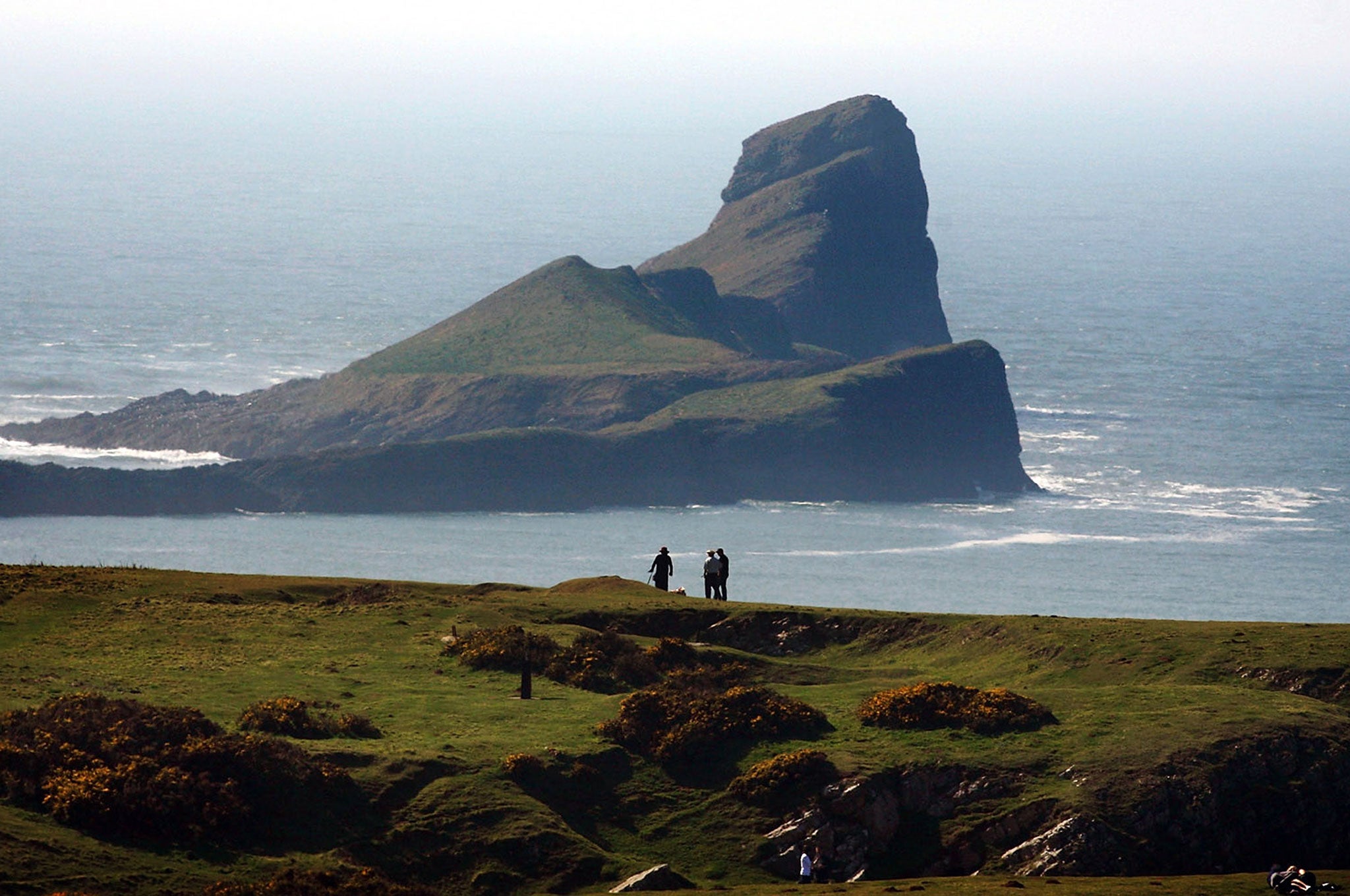 The pigs were running wild on the Gower peninsula in Wales