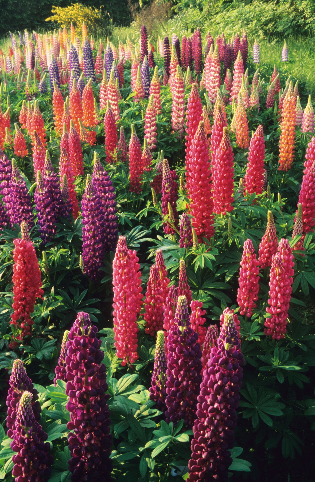 Tall columns of bright hues provided by mixed Russell lupins at a nursery in Somerset