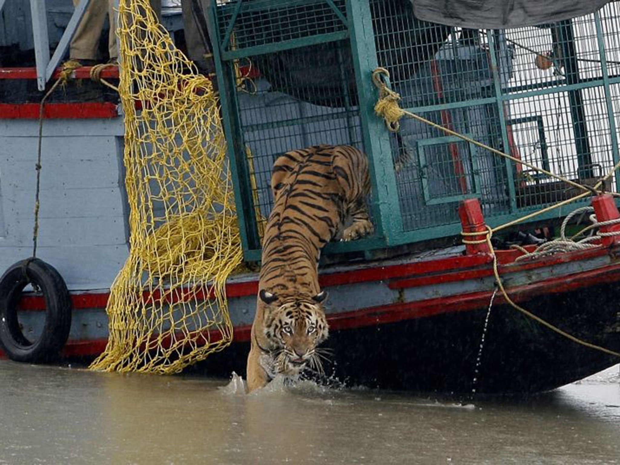 A male Bengal tiger is released deep in the forest after wandering too close to villages