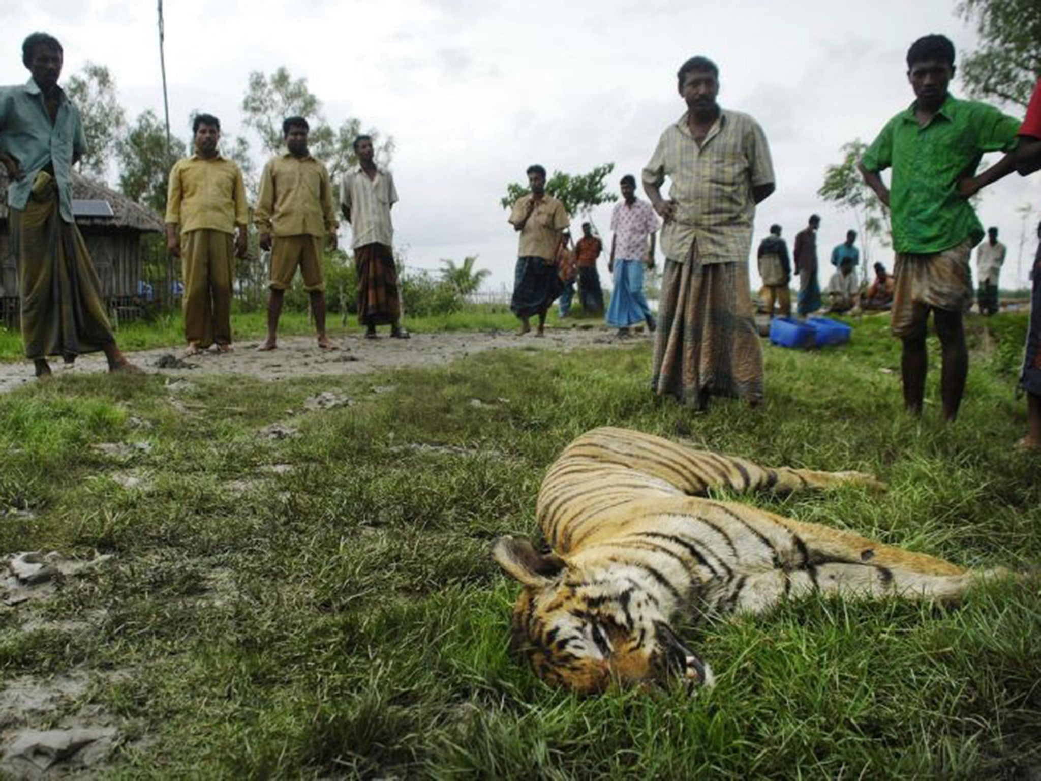 A tiger killed just outside a village