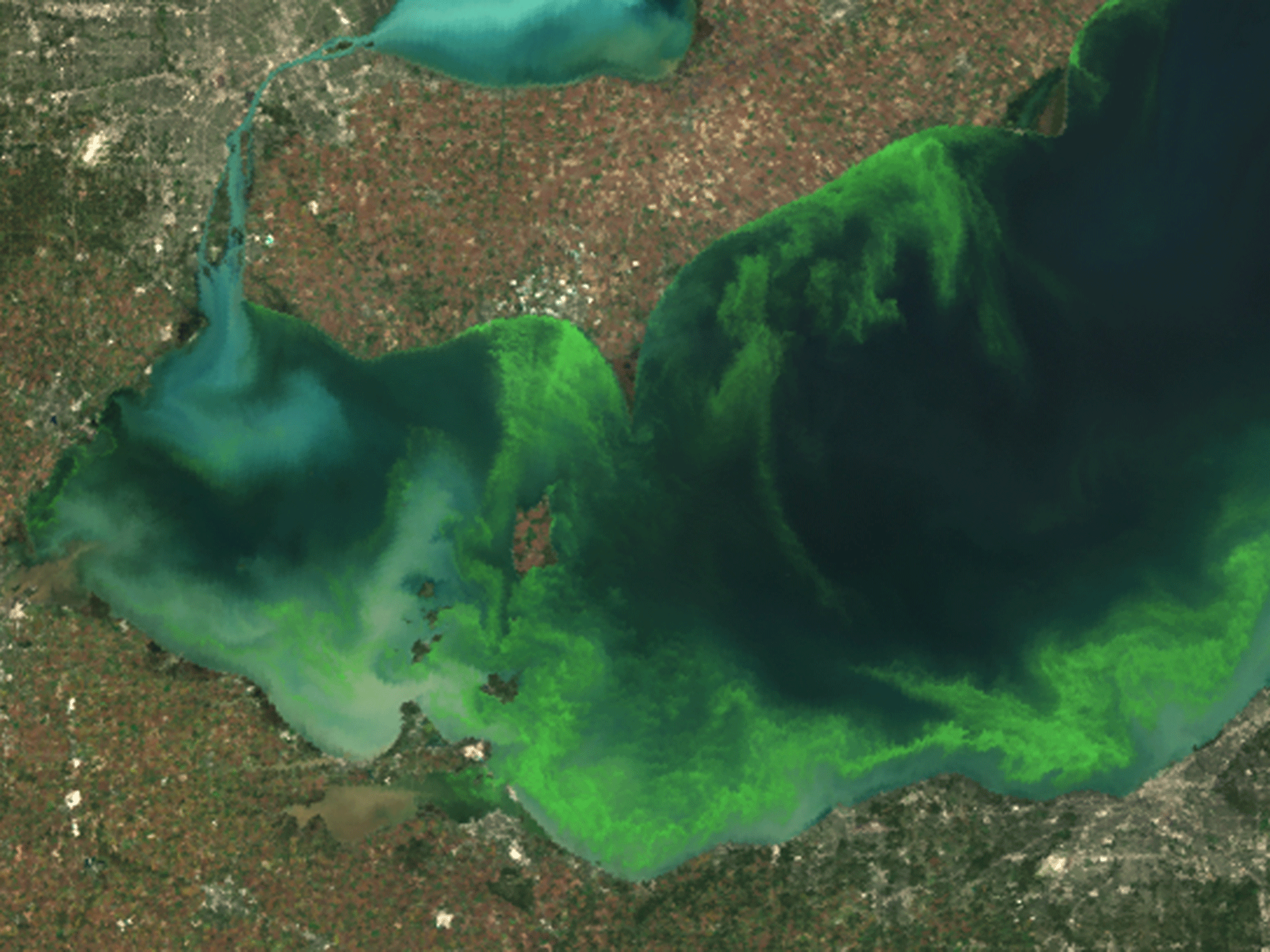 A satellite image which shows shows the algae bloom on Lake Erie in 2011, thought to be the cause of current problems