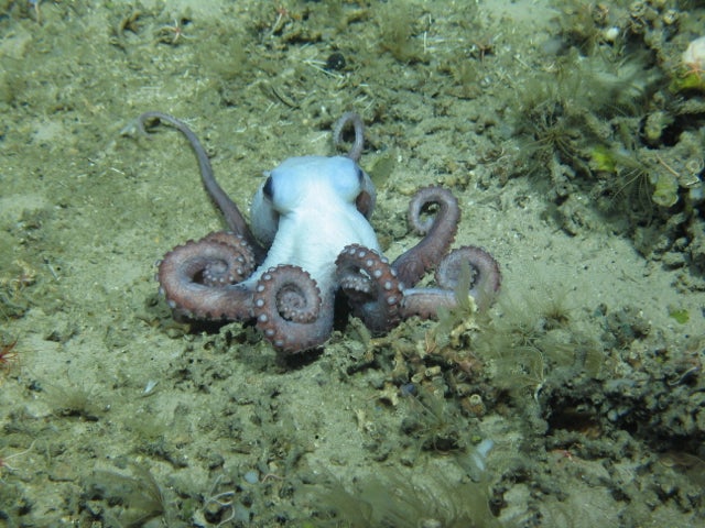 Scientists sent a submersible rover to depths of 1,600metres to explore Britain's largest underwater mountain