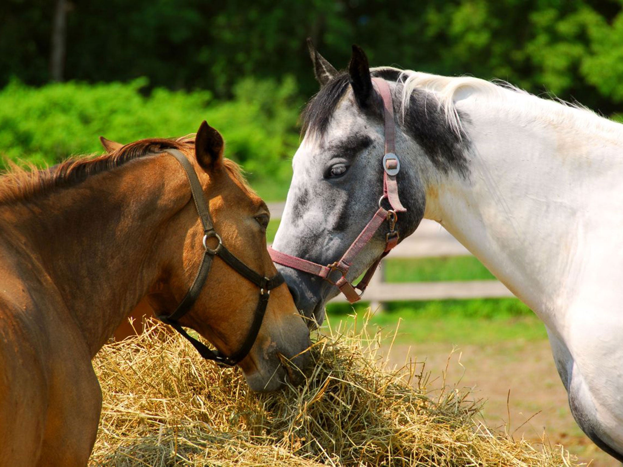 Horses are believed to use their eyes and ears to direct others to sources of food, research has found