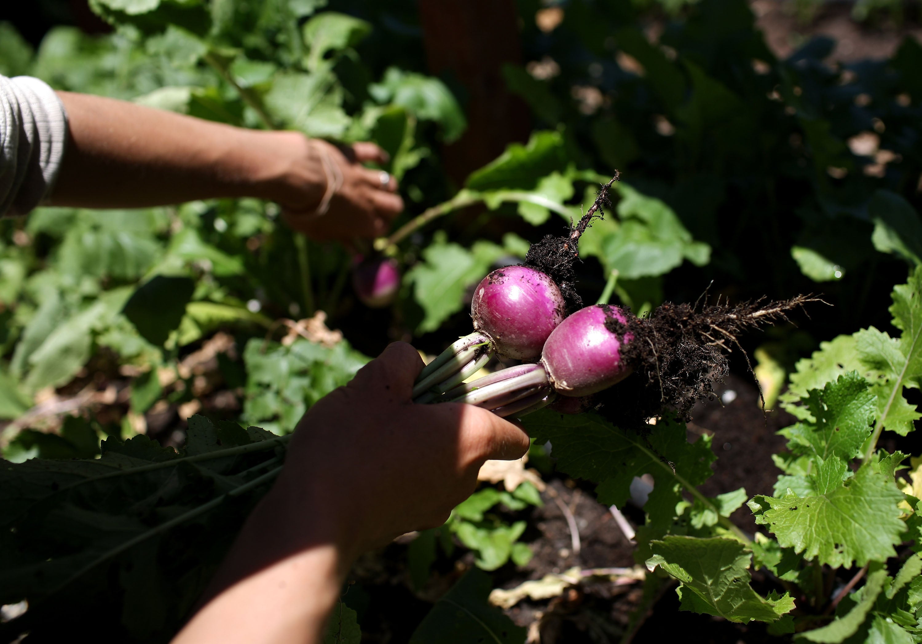 Radio 4 show Gardening Question Time has been accused of hiding racist proclivities