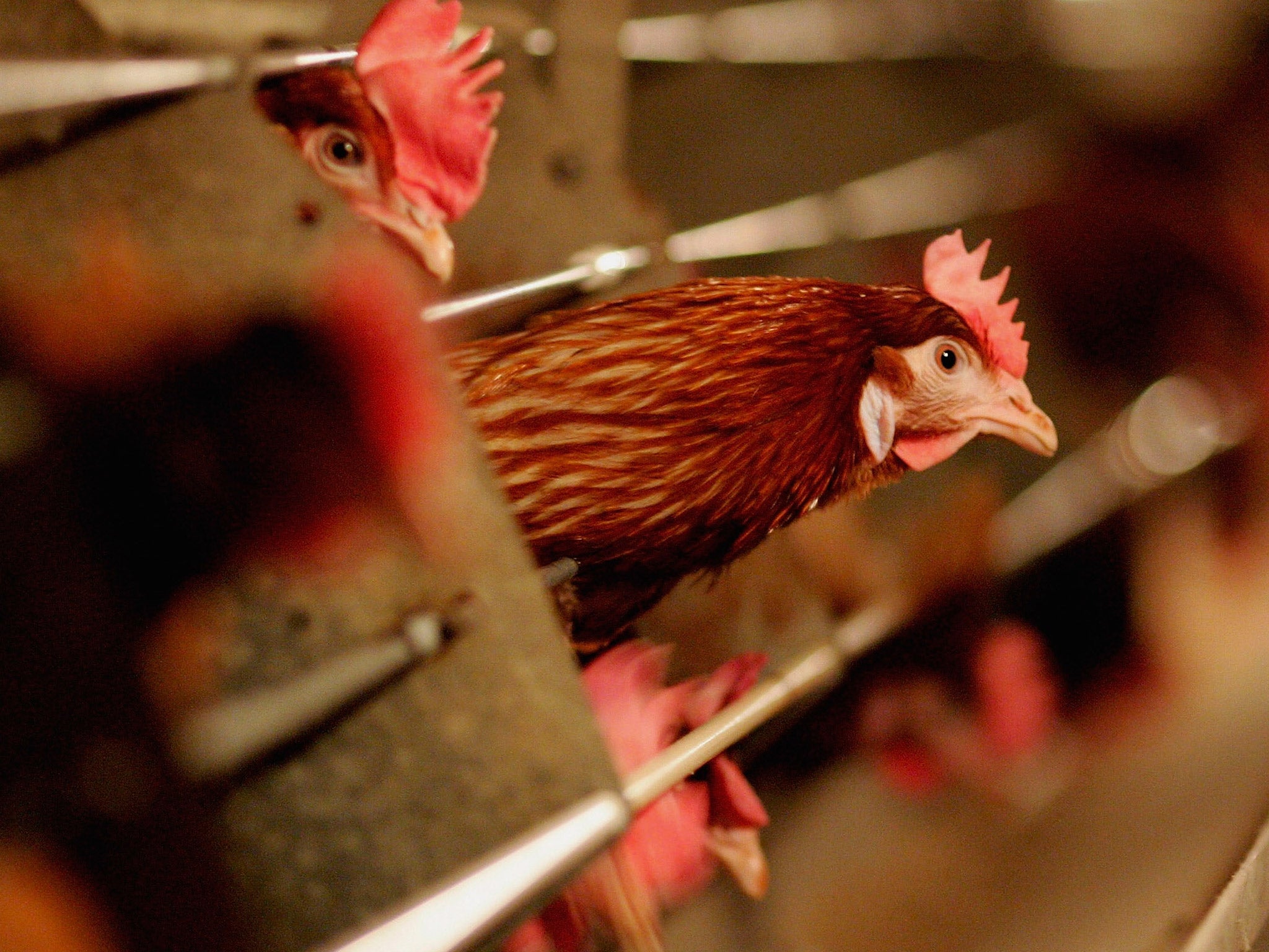 Battery hens sit in a chicken shed