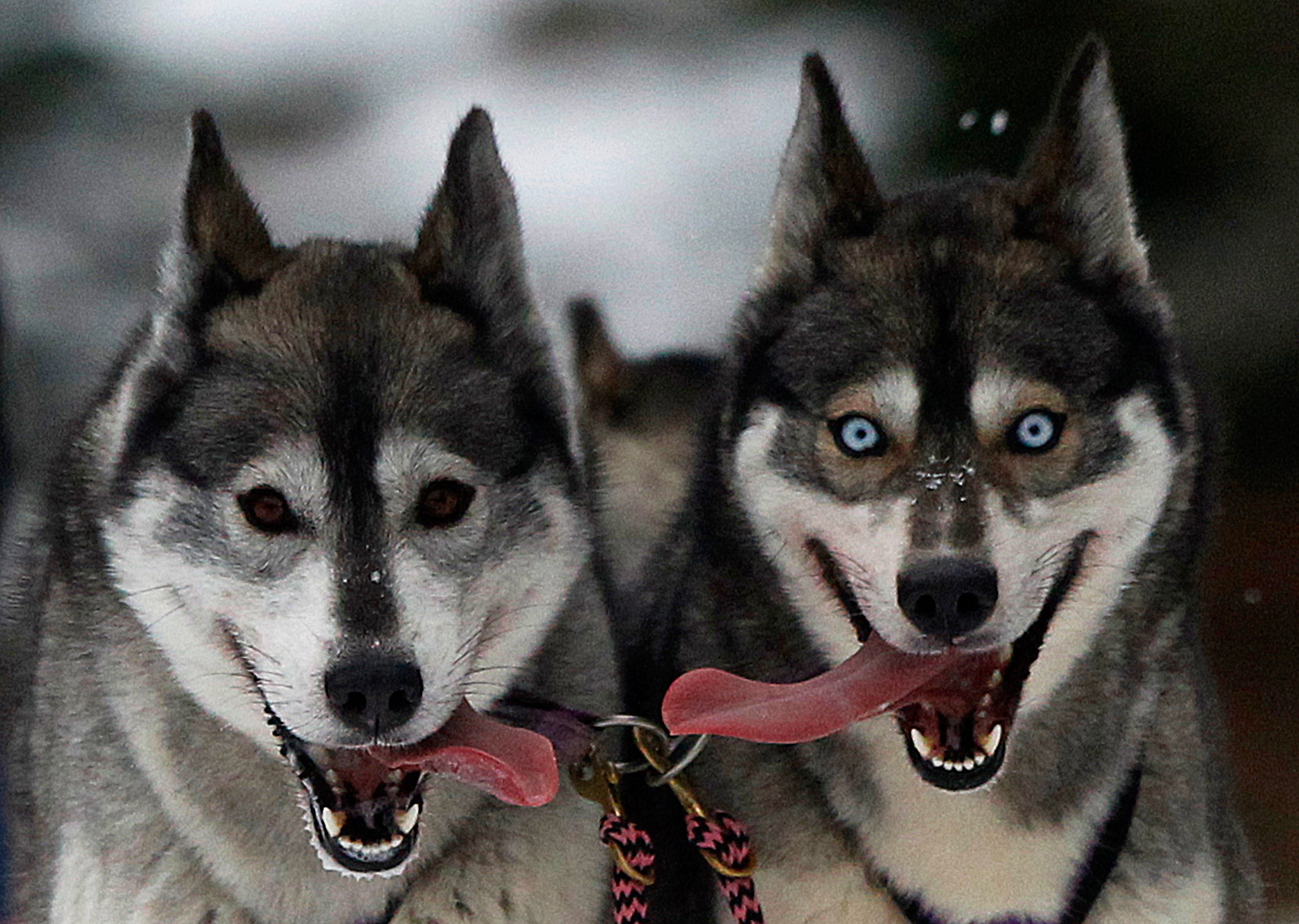 Huskies pant during a training session at Feshiebridge, in Aviemore, Scotland January 23, 2013.