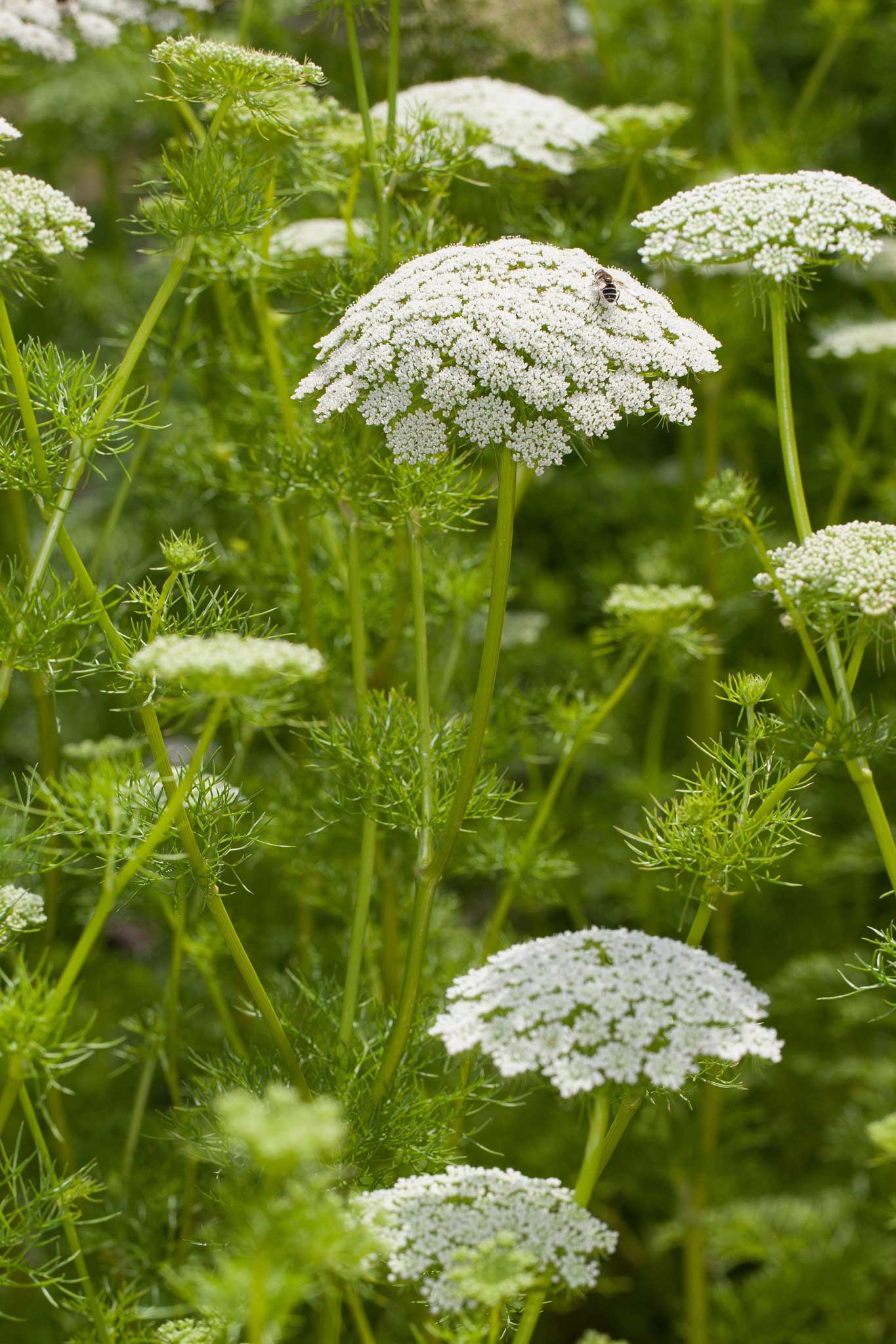 Plants like Ammi visnaga always seem to be covered in insects