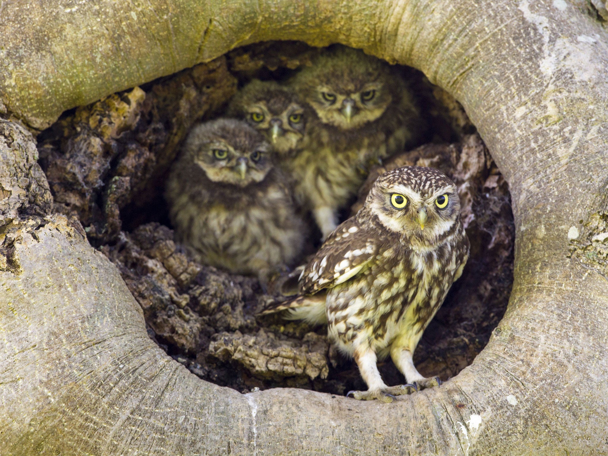 What is the collective noun for a group of owls?