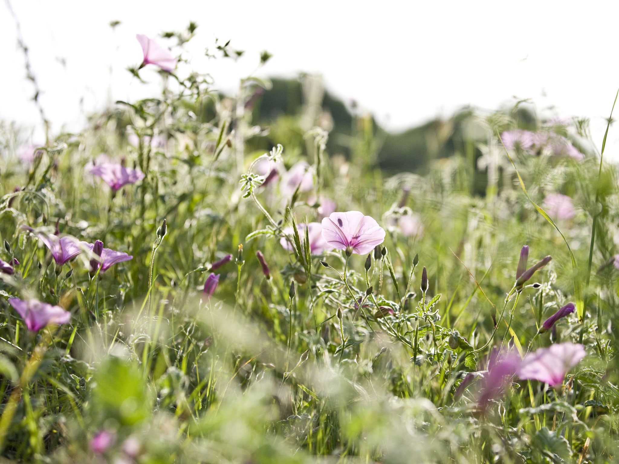 Bindweed flourishes unchecked in the summer heat