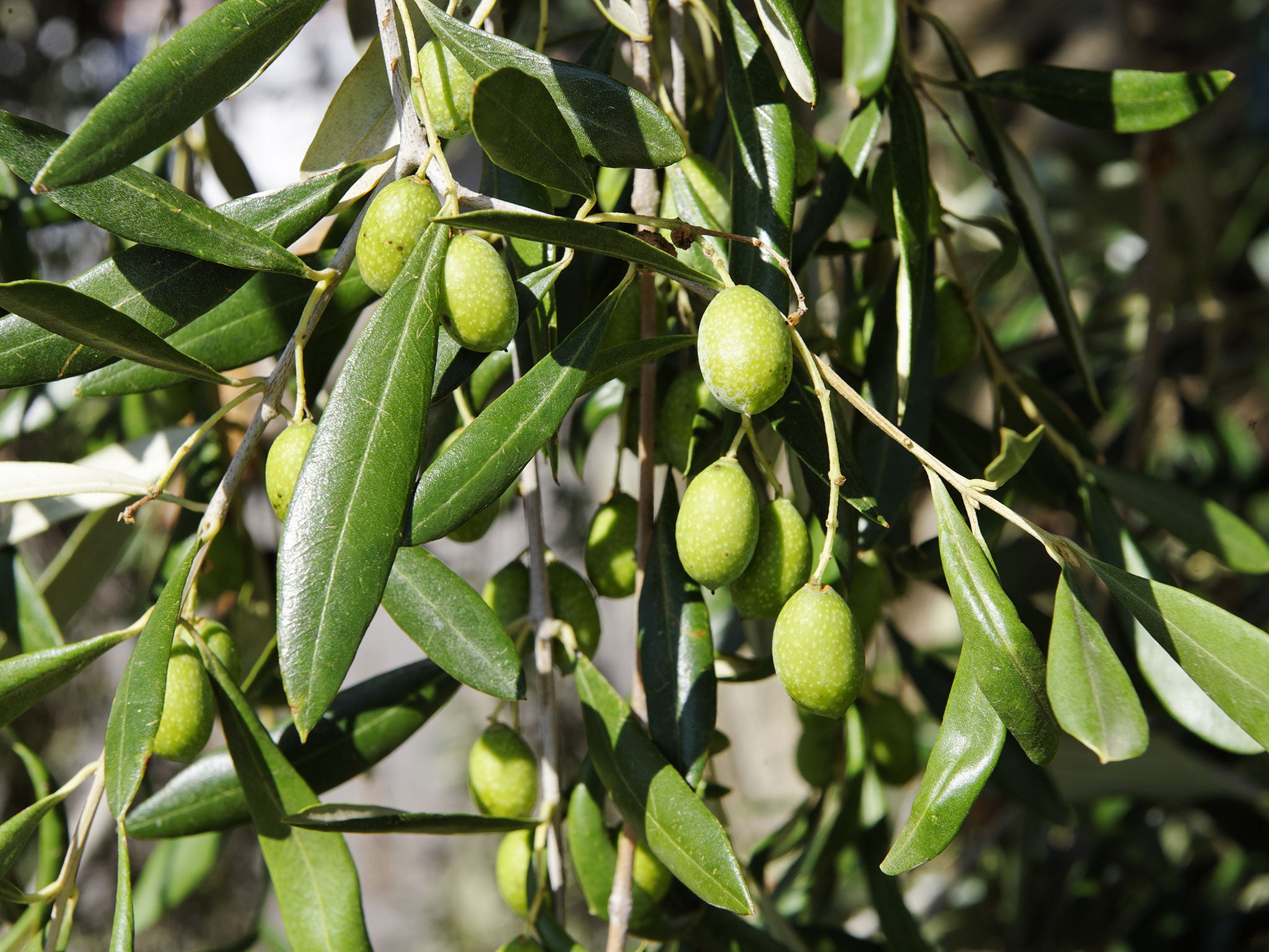 Olive tree