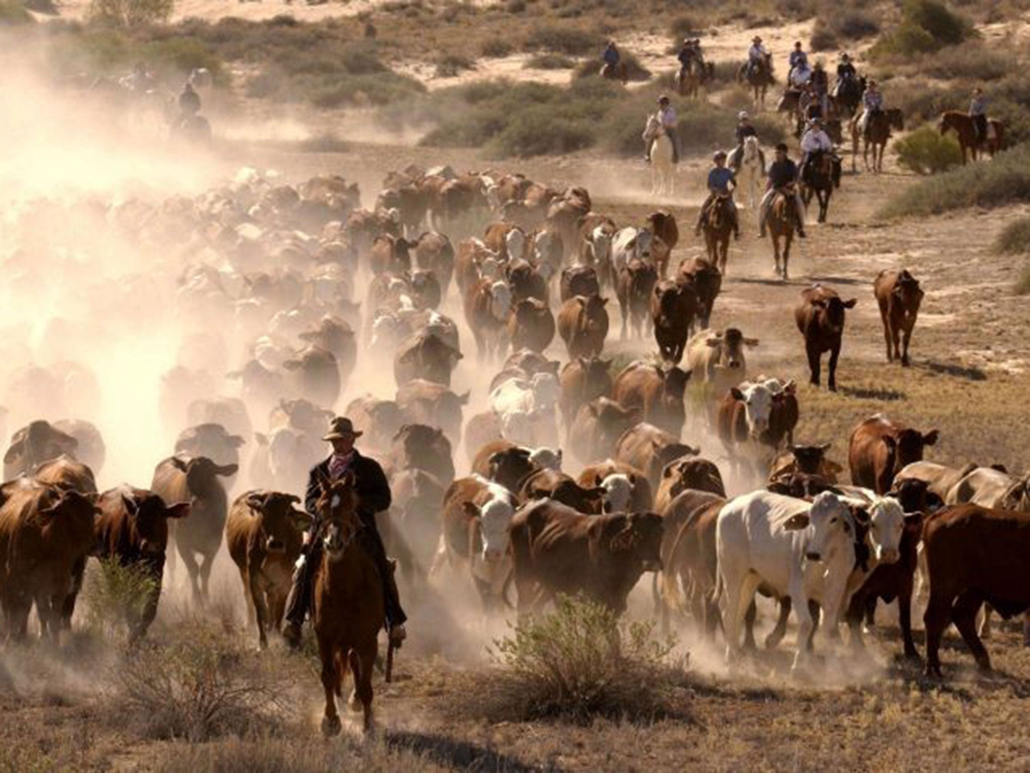 Taking the bull by the horns: miners have been buying into beef to cater for a growing appetite in China