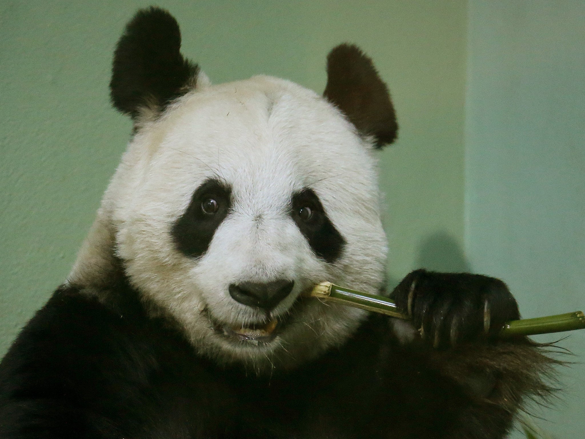 The findings apply to all animals, including pandas, who have lost the ability to taste umami