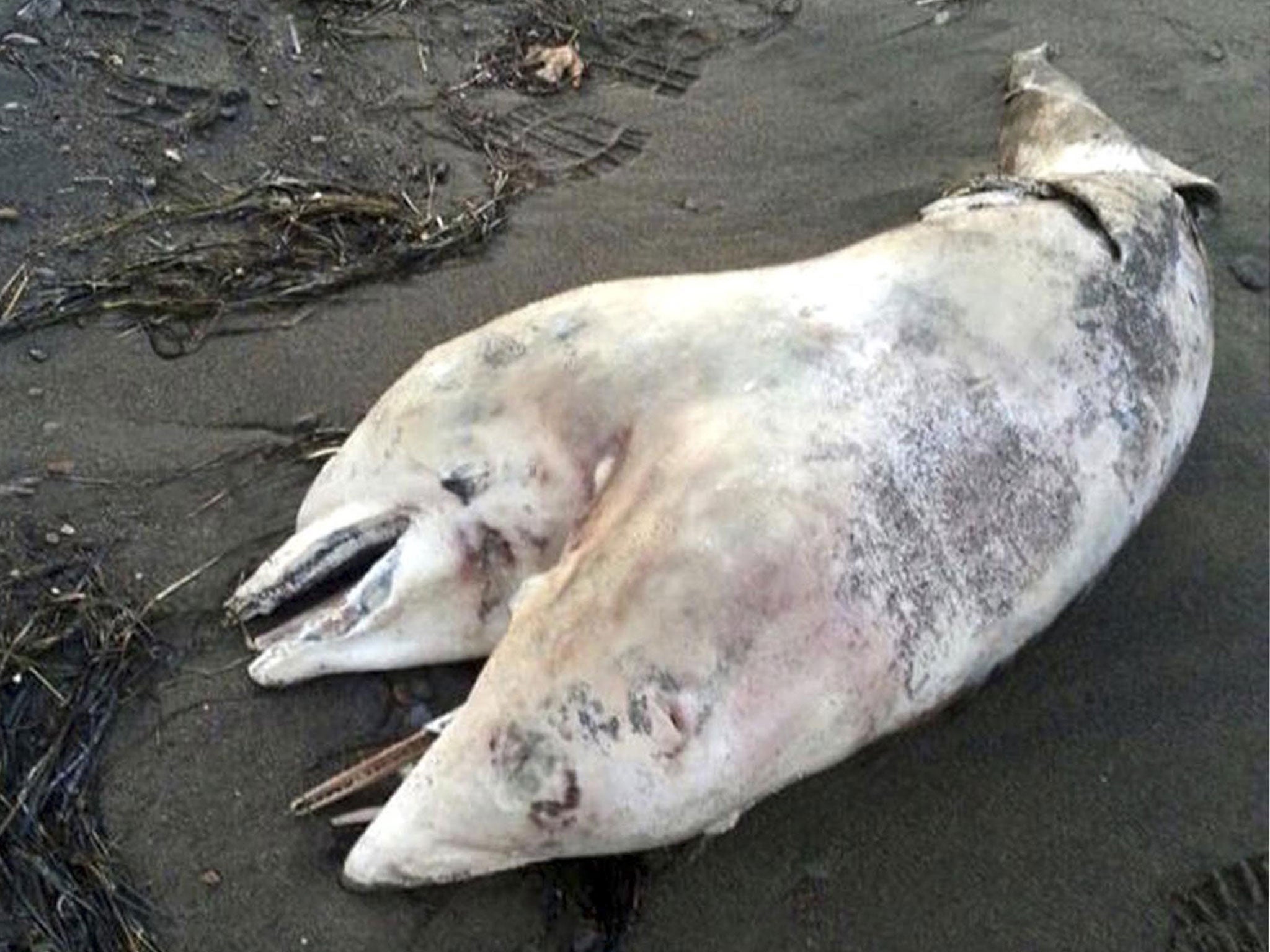 In this photo of con-joined dolphin taken by gym teacher Tugrul Metin, while he was vacationing during the first few days of August 2014, in the Aegean Sea coastal town of Dikili, Izmir province of Turkey. (AP)