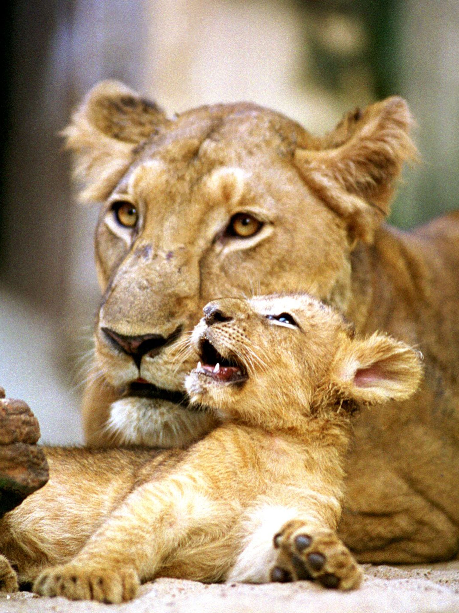 A cub lies next to its mother at a zoo in Calcutta. A lion cub [ NOT PICTURED] has led forest rangers to its dead mother’s corpse, in what has been described as “very rare” behaviour by keepers at an Indian sanctuary (AFP/ Getty Images)