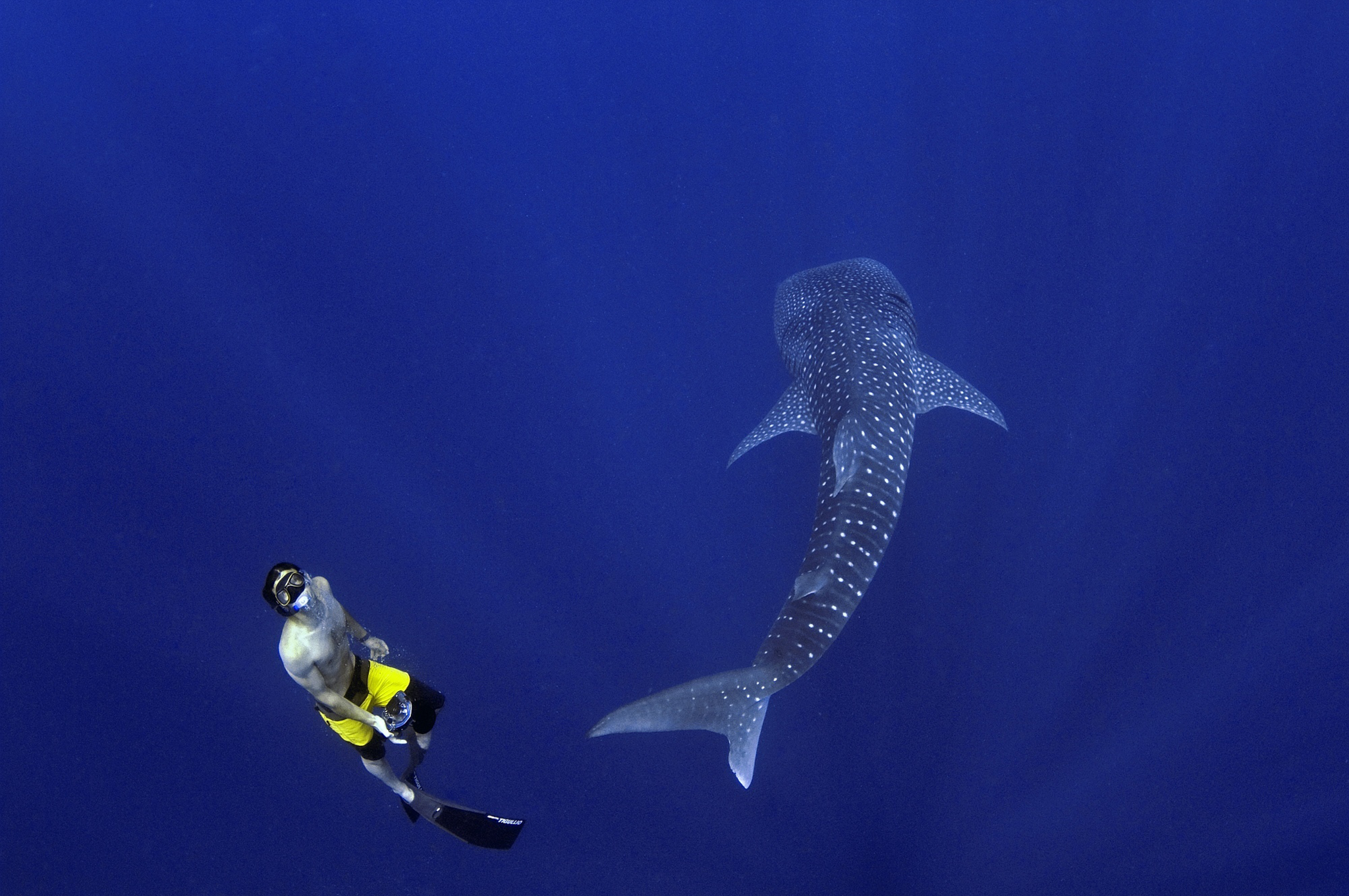 A researcher enjoys a whale shark encounter in the Maldives, as new research suggests that they are making unexpectedly big waves in the world of ecotourism