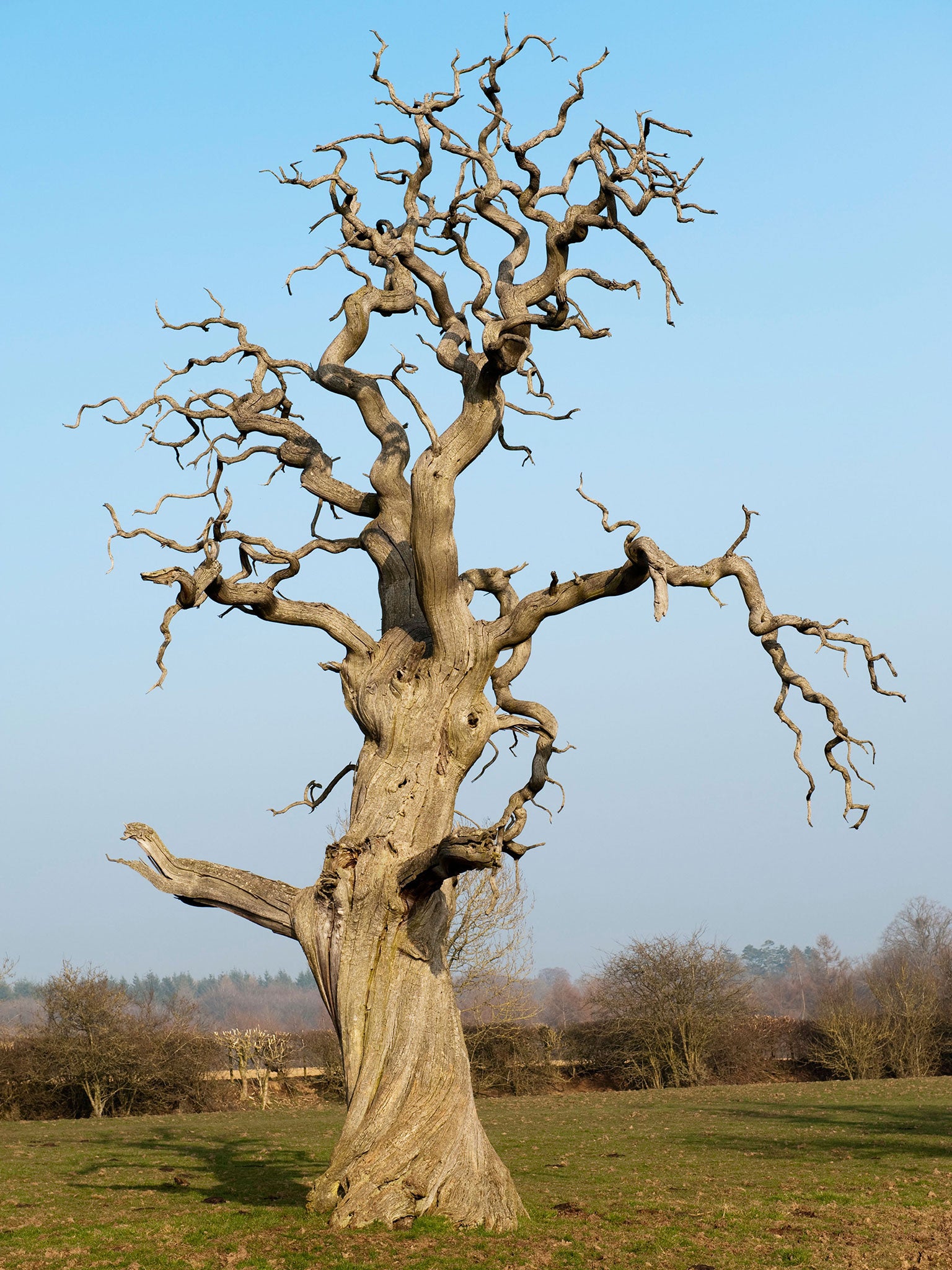 Croft Castle sweet chestnuts: The 400-year-old trees are said to have grown from seeds salvaged from a Spanish Armada shipwreck.