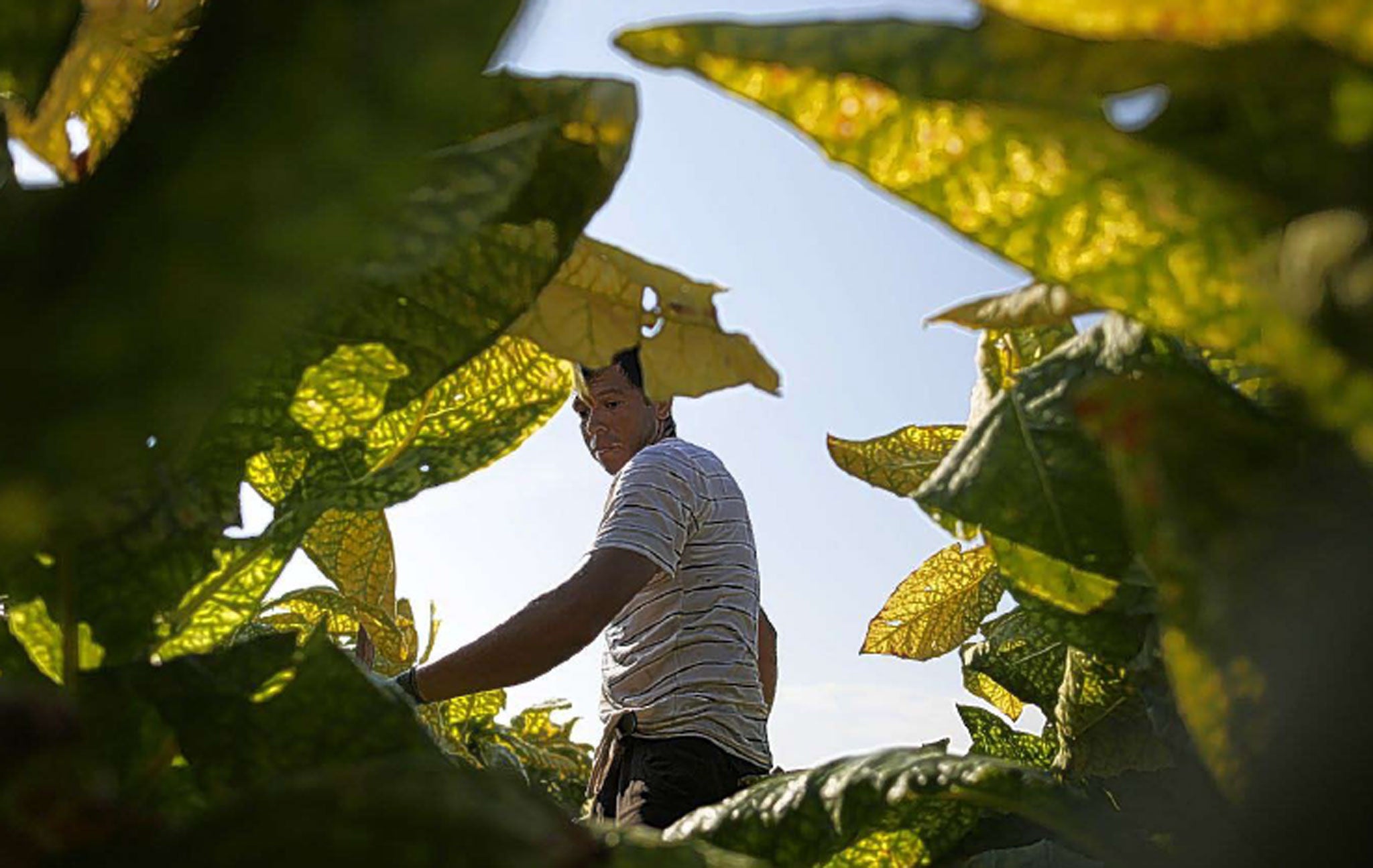 Turning over a new leaf: among the Standard Life fund's largest holdings is British American Tobacco, but it is highly diversified