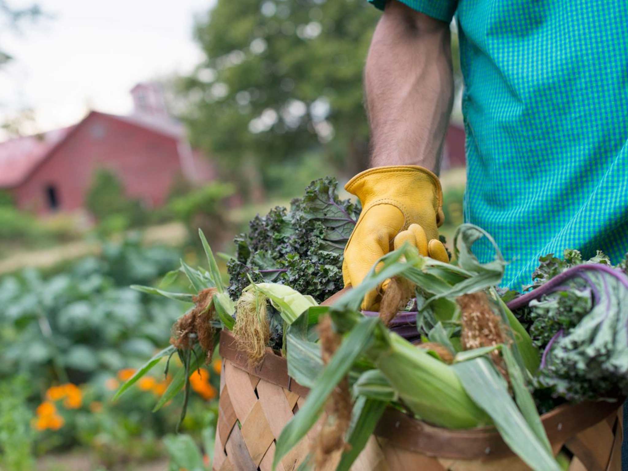 There are no fungicides for vegetables although there are for fruit and flowers