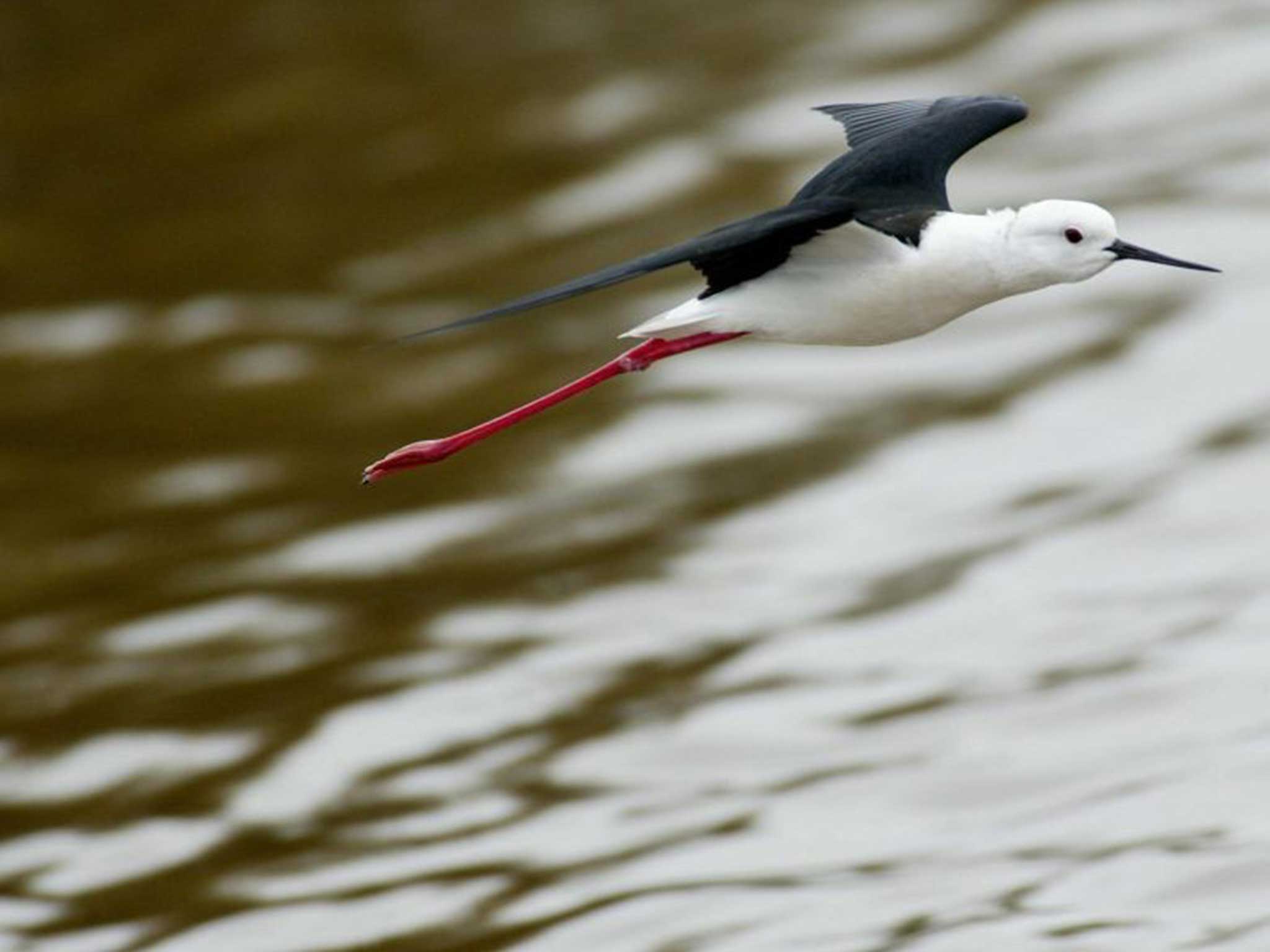 A Black-winged Stilt flies