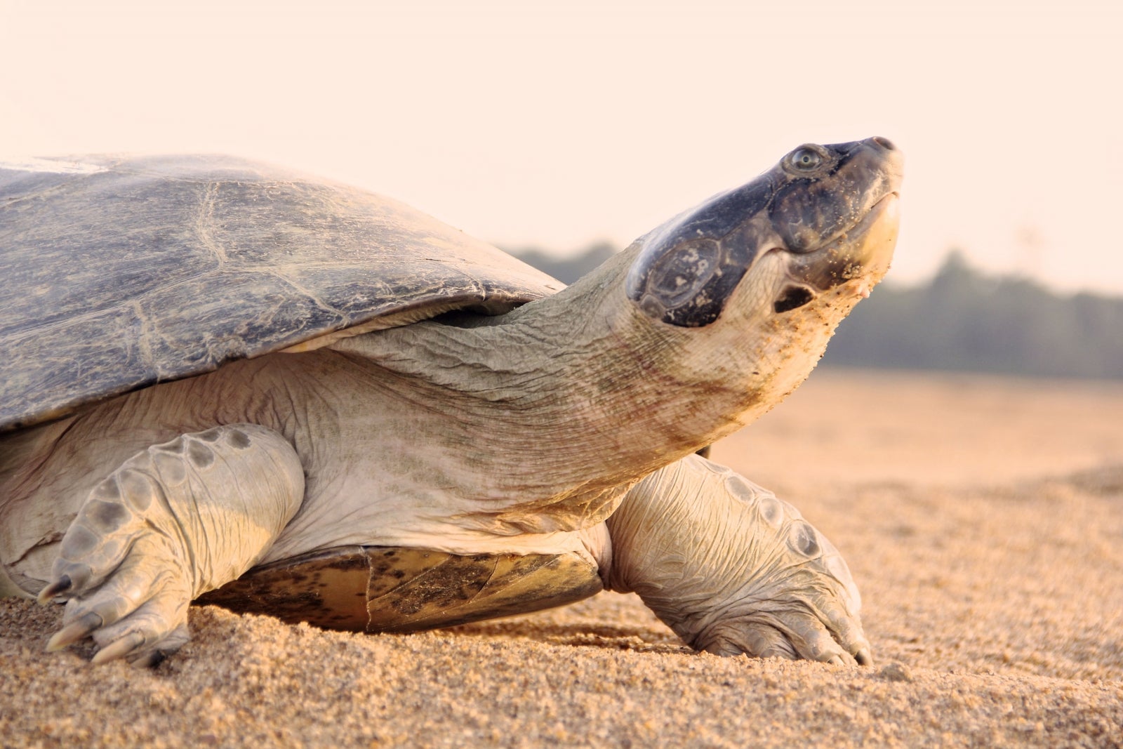 Giant South American river turtle