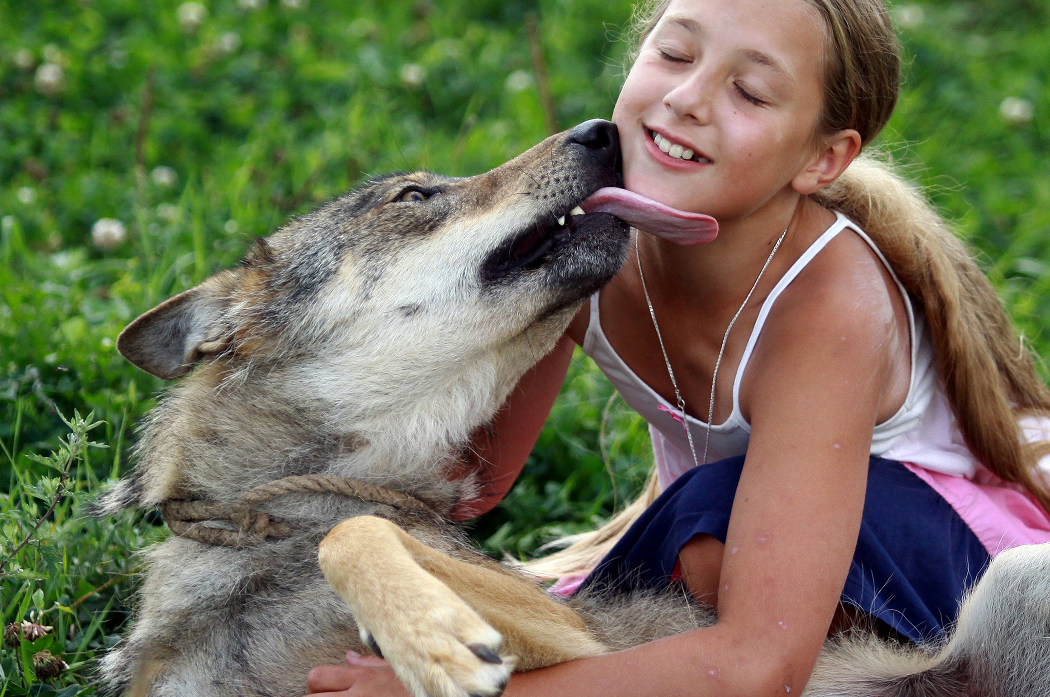 Alisa, 10, a daughter of a local gamekeeper Oleg Selekh, plays with a tame wolf