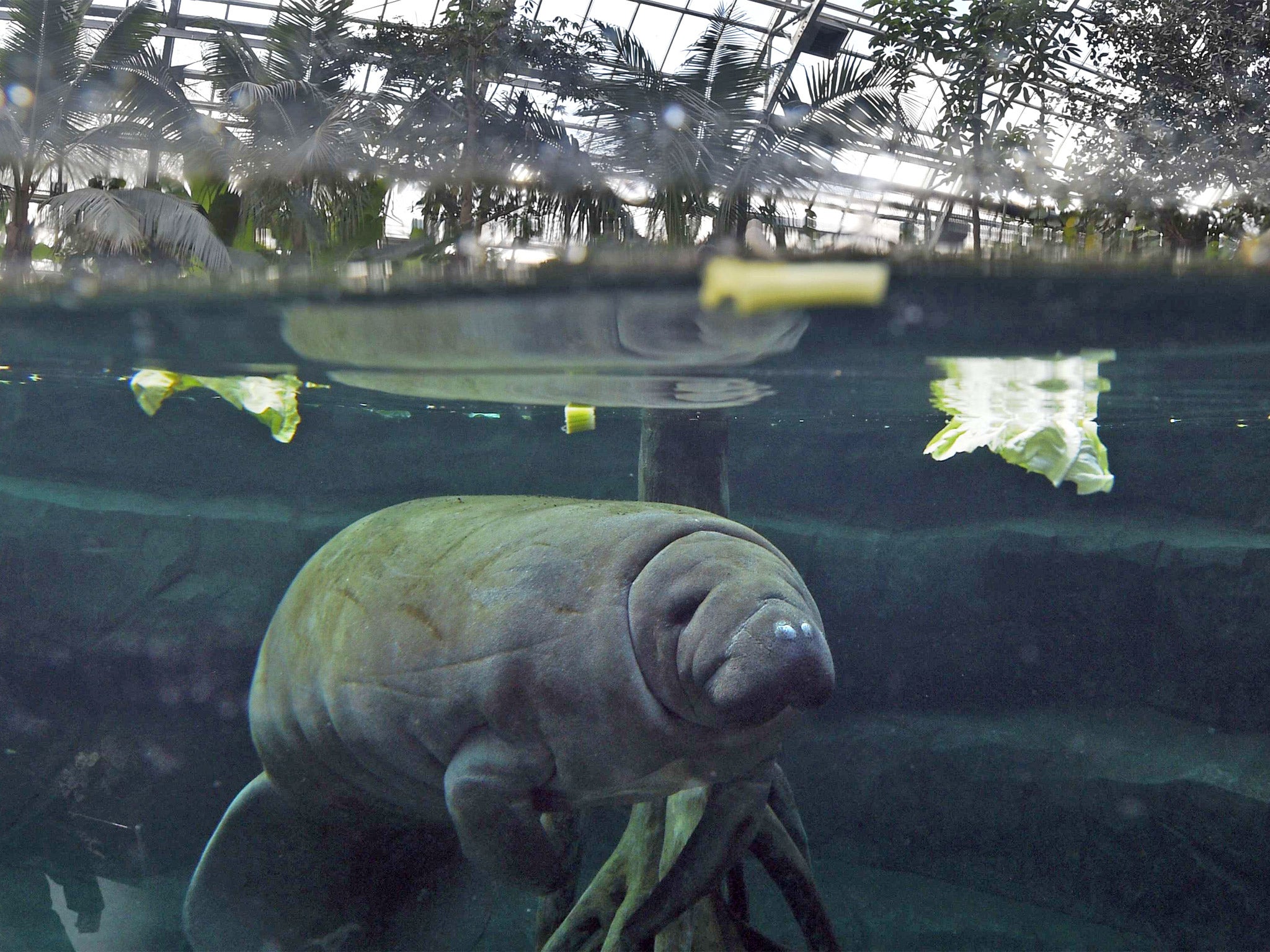 Barry died after getting stuck in an underwater gallery