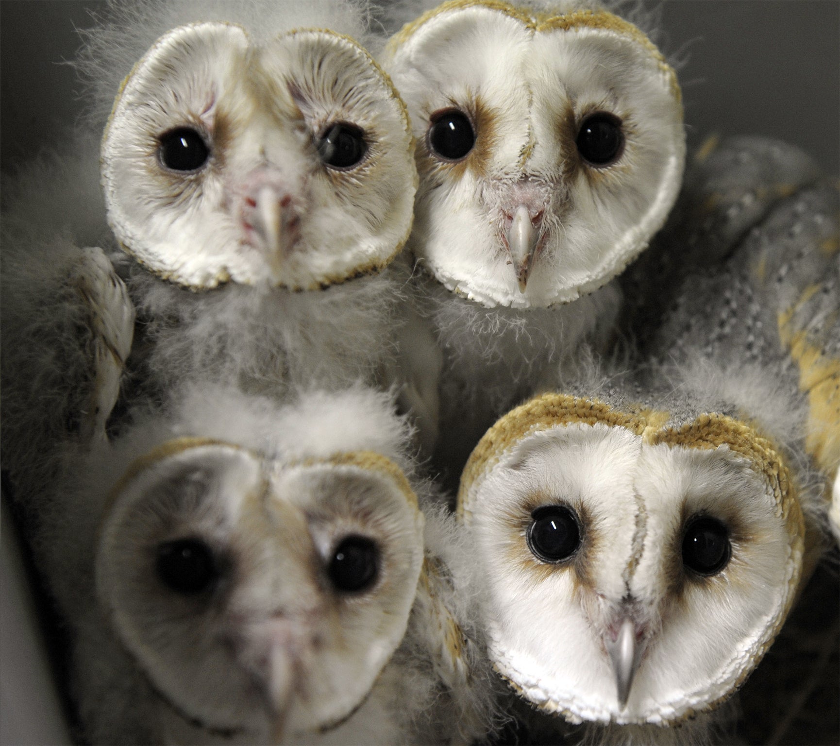 Barn owls are among species that could be affected