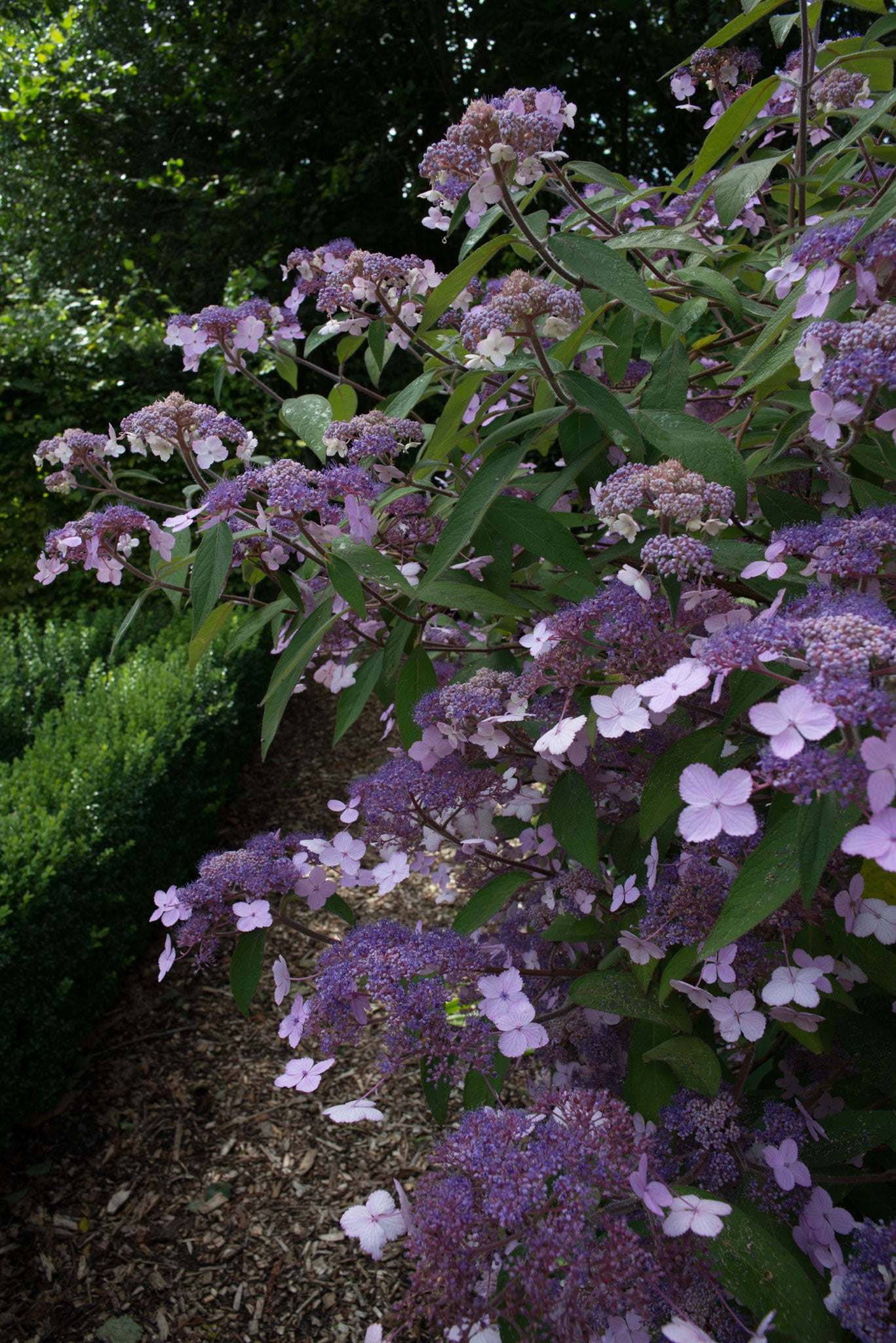 One of Anna's Hydrangea villosa plants in full bloom