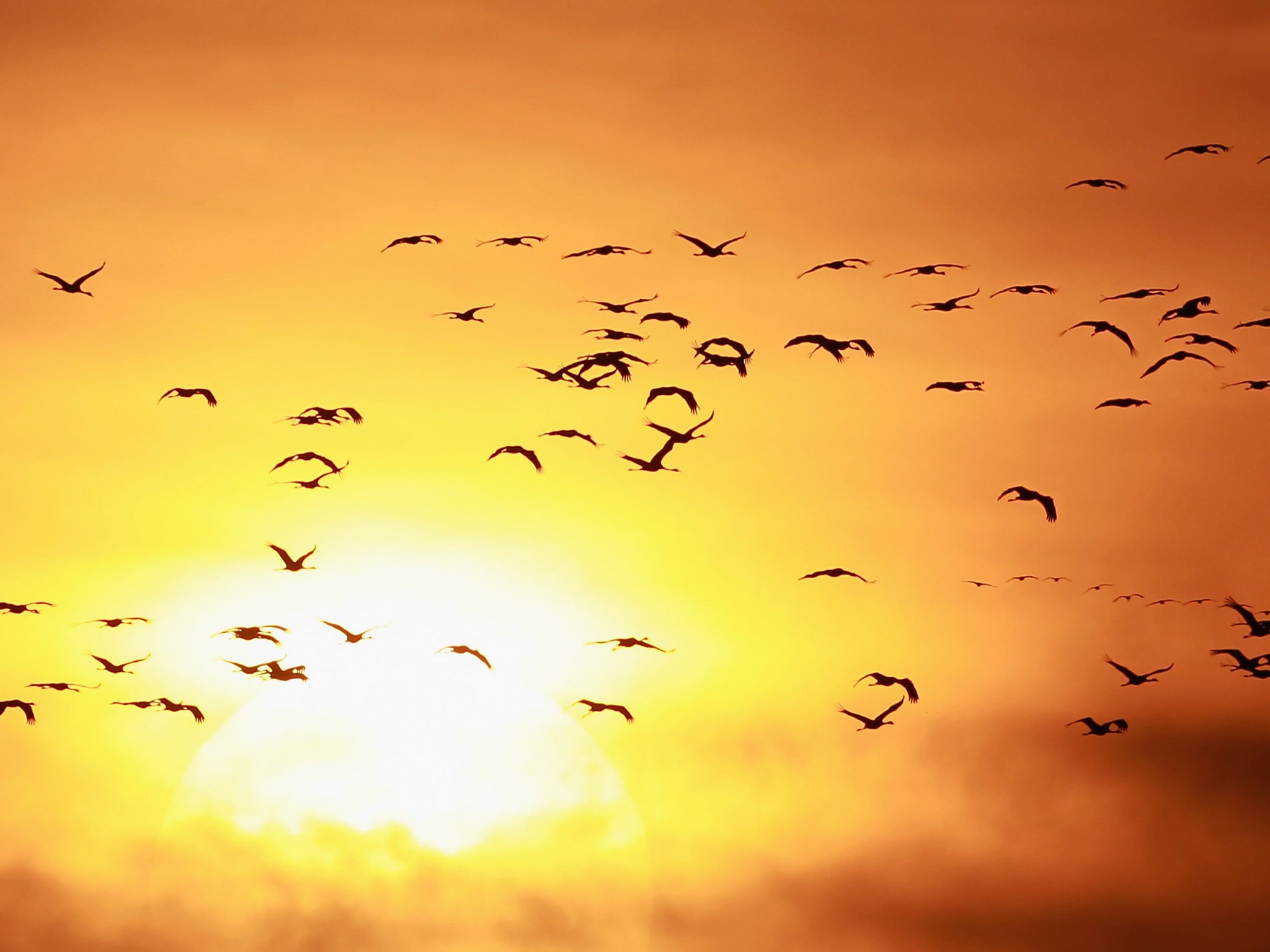 There are 462 more species of bird in the world than previously thought