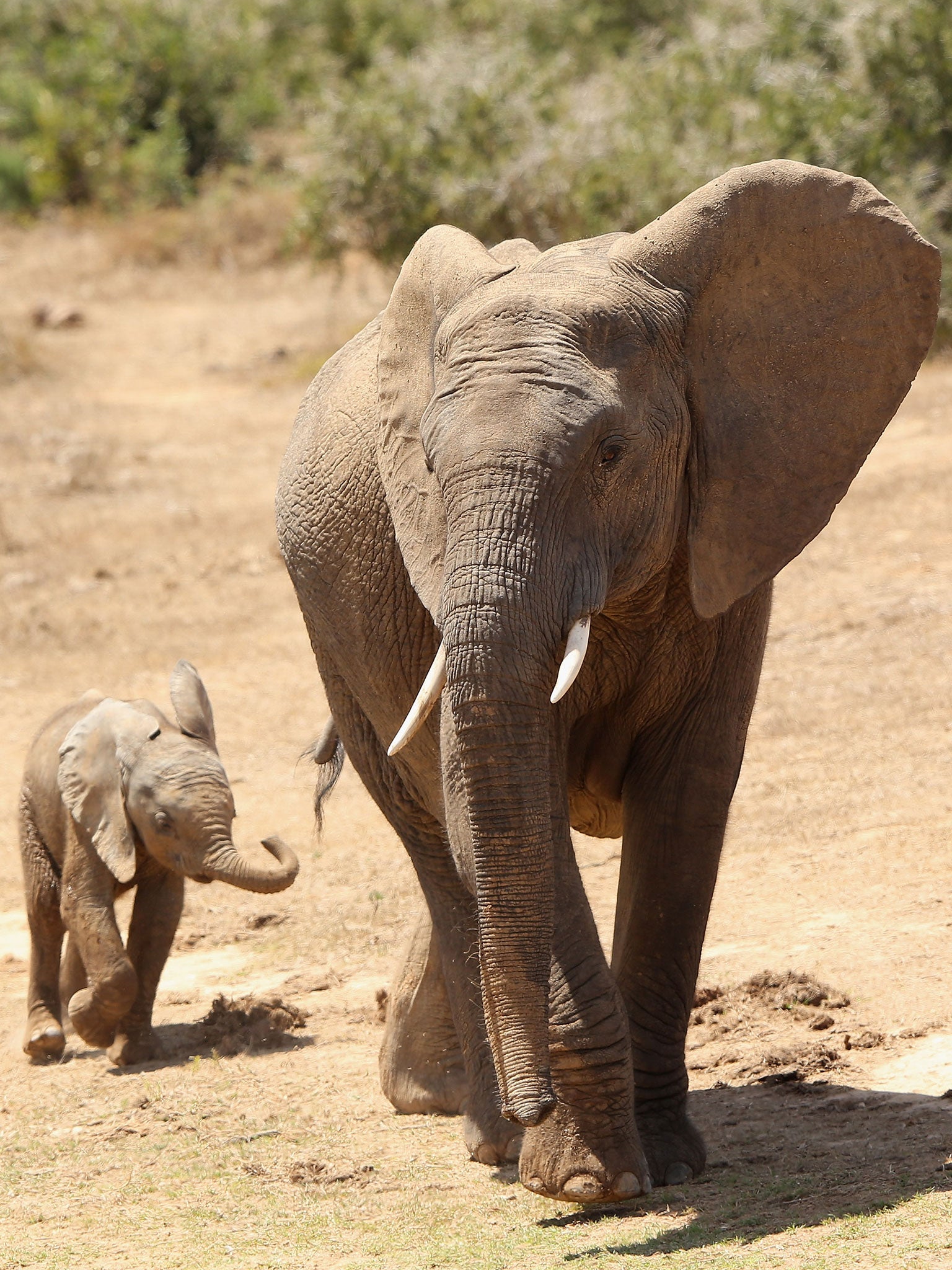 Elephants and rhinos could be extinct within two decades, conservation campaigners are warning