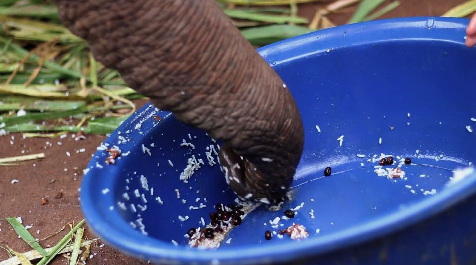 Black Ivory Coffee is made using beans plucked from elephants' waste after ingested by the animals