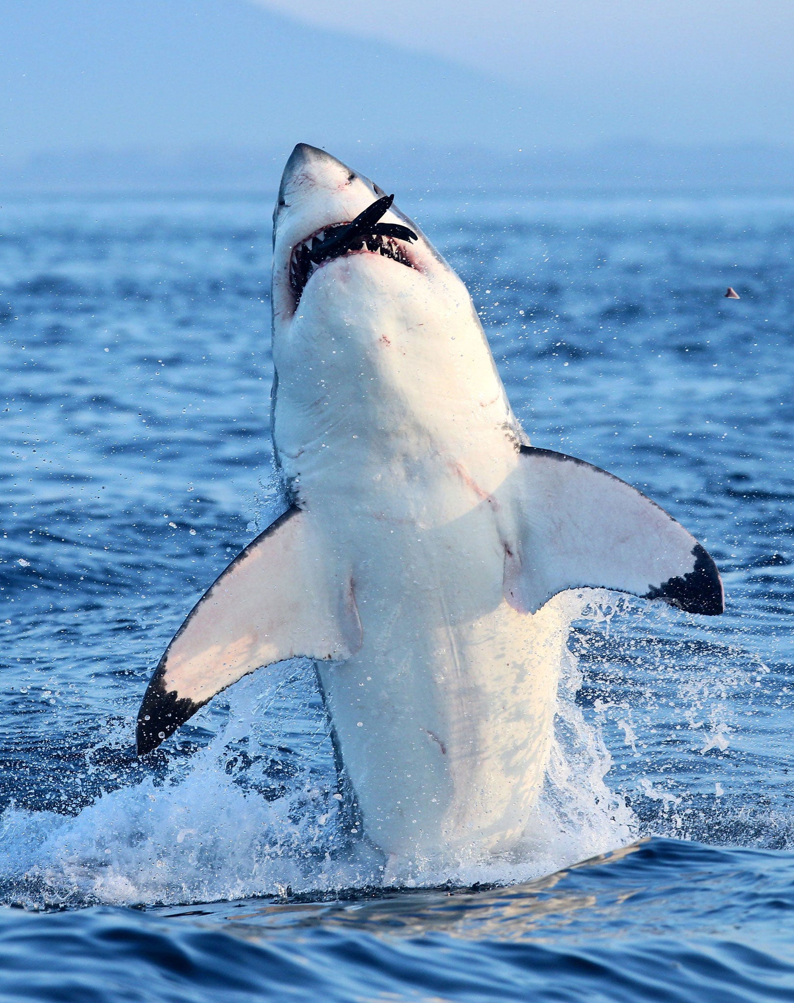 Card shark for card sharp: David Artley thinks this must be the most common eggcorn